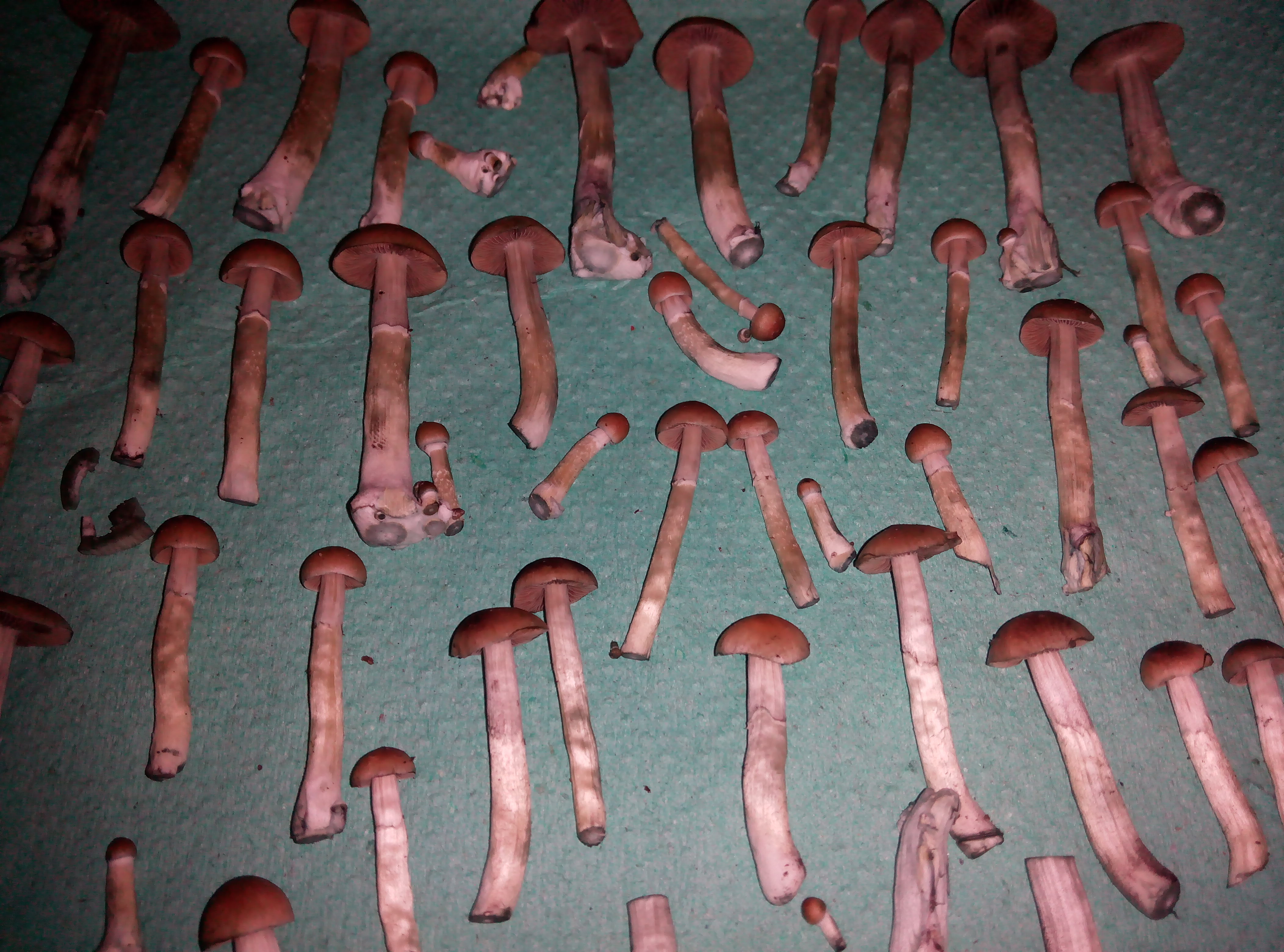 Грибы Pink Buffalo Источник: http://ganjalive.org/index.php?app=gallery&module=images§ion=review&do=process © GanjaLive.org