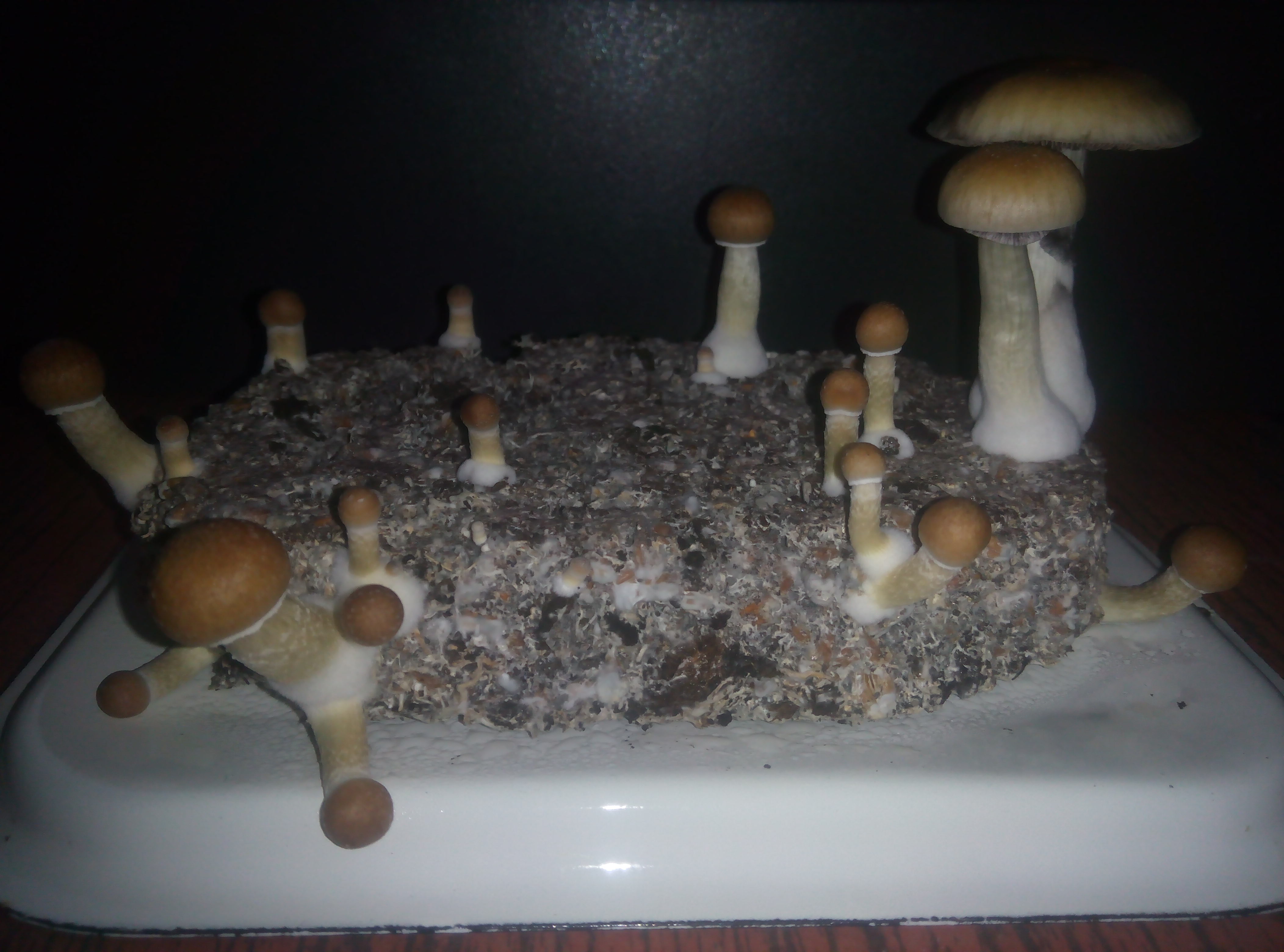 Грибы Pink Buffalo Источник: http://ganjalive.org/index.php?app=gallery&module=images§ion=review&do=process © GanjaLive.org