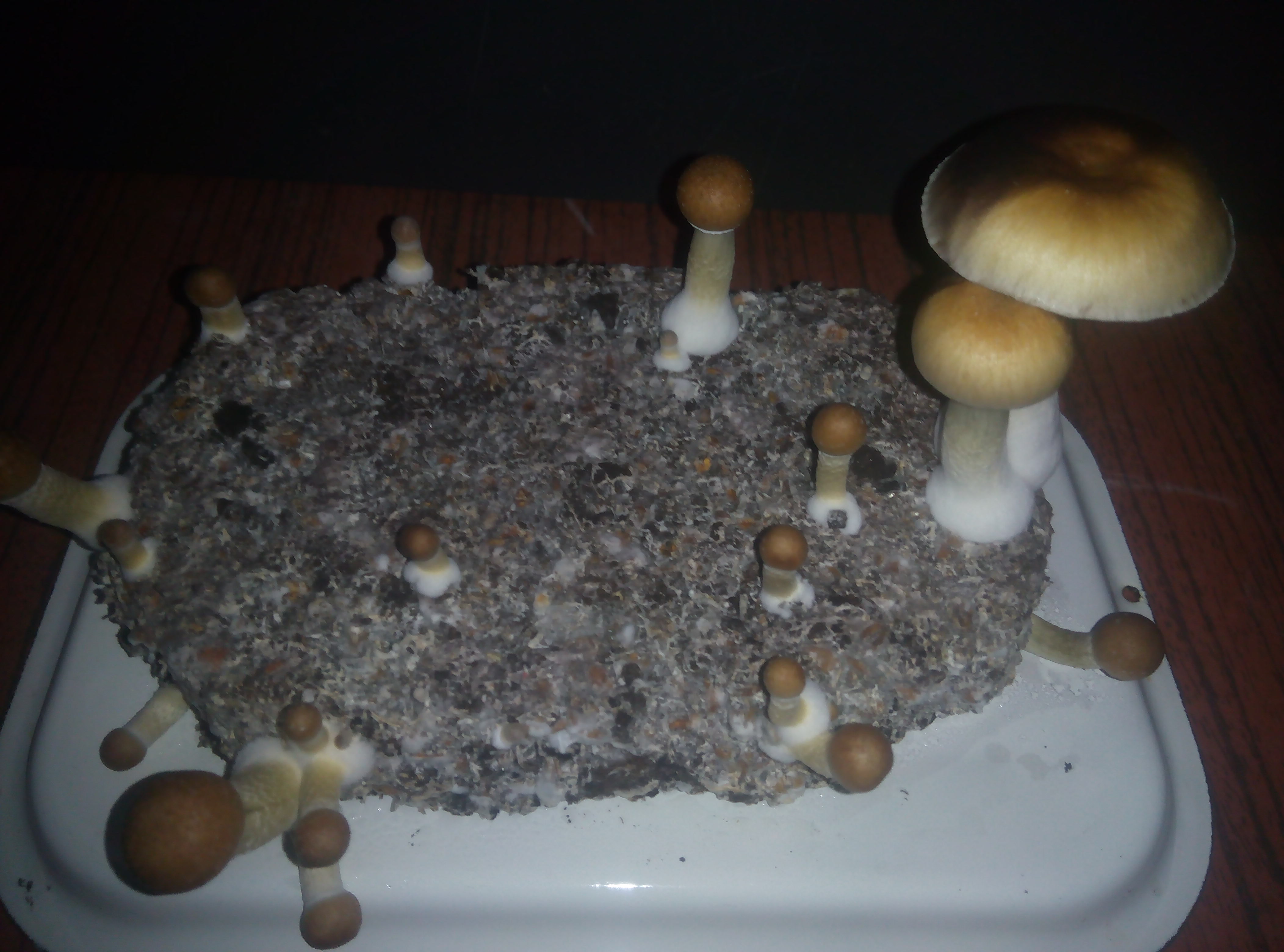 Грибы Pink Buffalo Источник: http://ganjalive.org/index.php?app=gallery&module=images§ion=review&do=process © GanjaLive.org