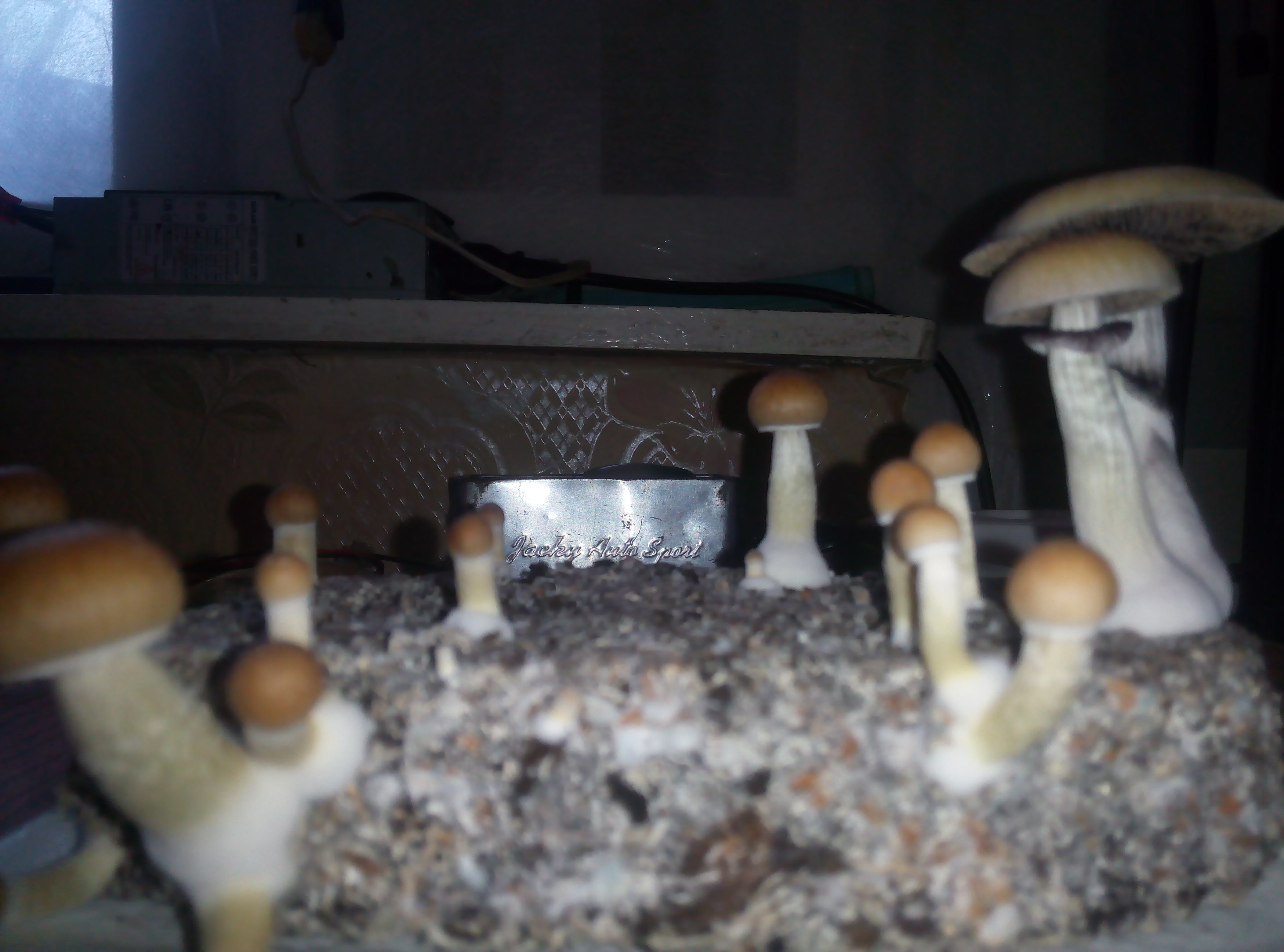 Грибы Pink Buffalo Источник: http://ganjalive.org/index.php?app=gallery&module=images§ion=review&do=process © GanjaLive.org