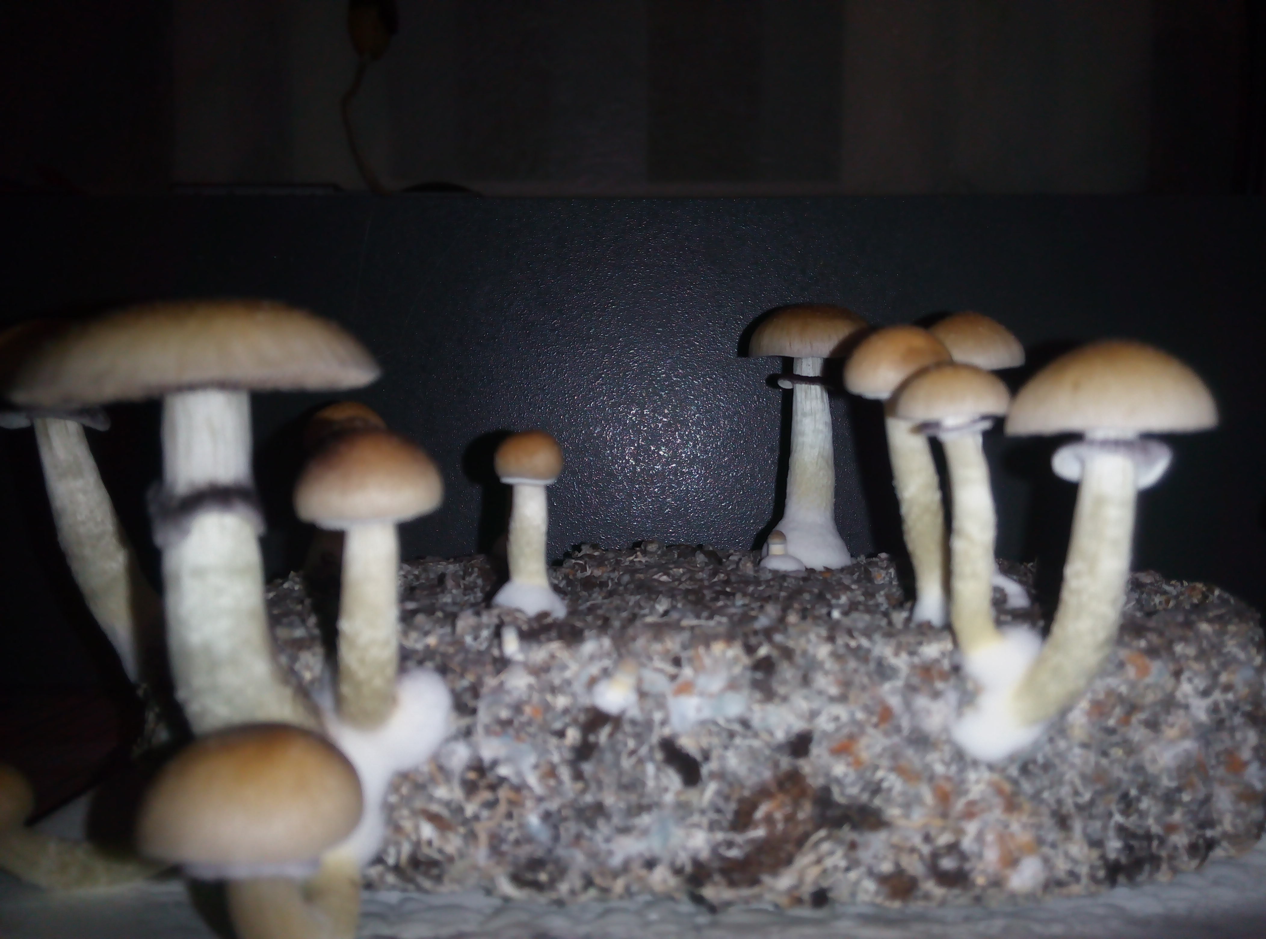 Грибы Pink Buffalo Источник: http://ganjalive.org/index.php?app=gallery&module=images§ion=review&do=process © GanjaLive.org