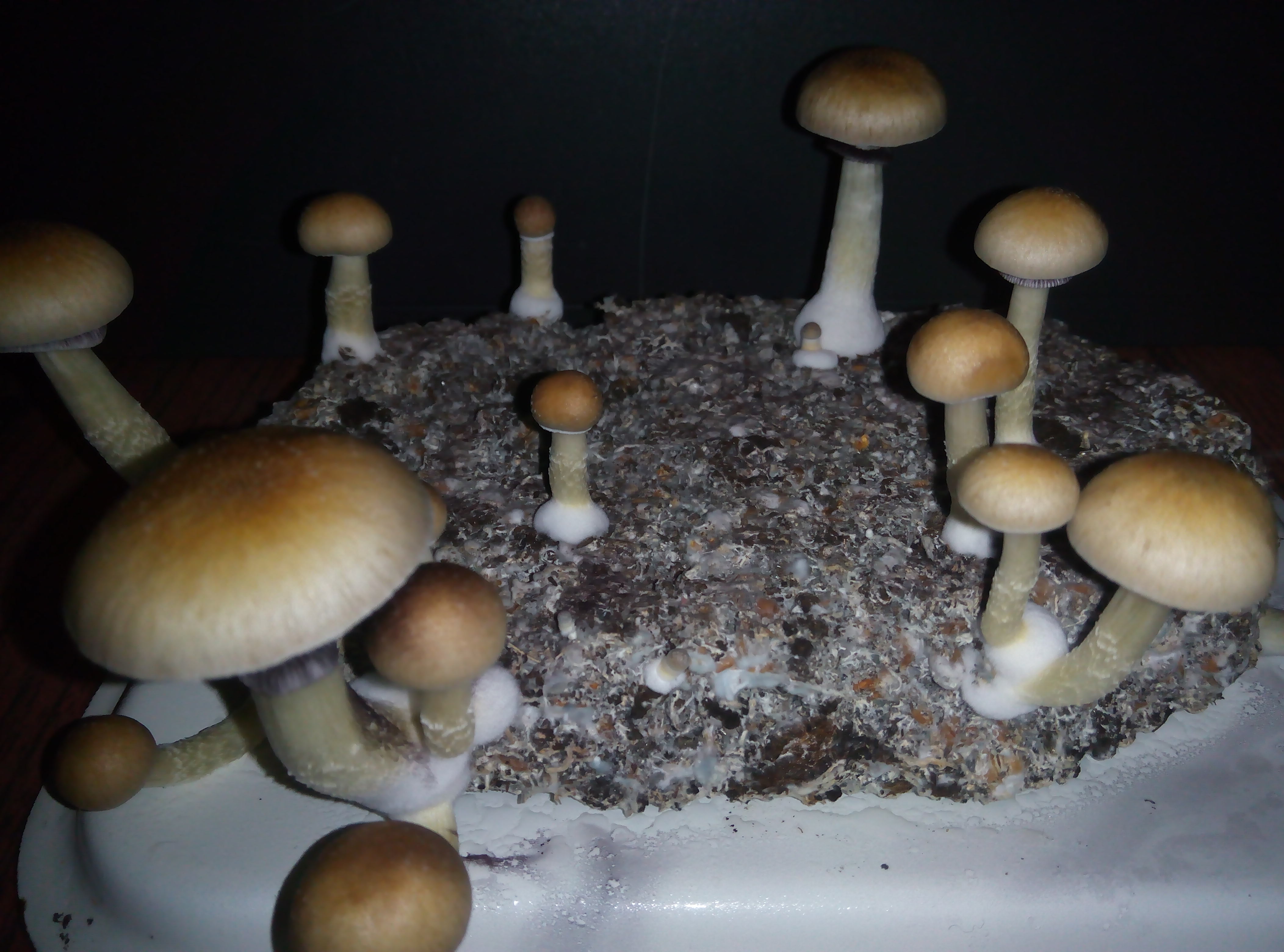 Грибы Pink Buffalo Источник: http://ganjalive.org/index.php?app=gallery&module=images§ion=review&do=process © GanjaLive.org