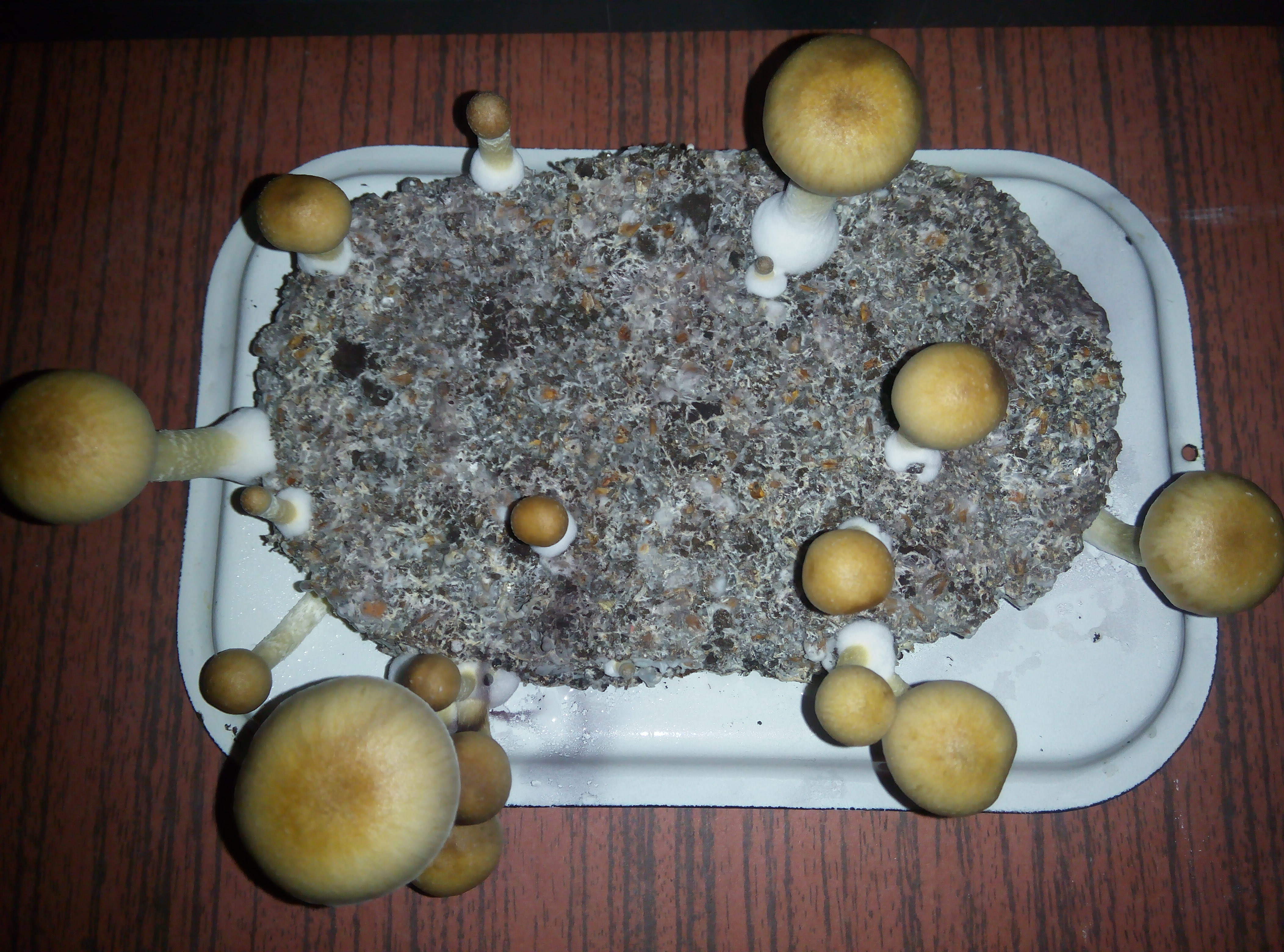 Грибы Pink Buffalo Источник: http://ganjalive.org/index.php?app=gallery&module=images§ion=review&do=process © GanjaLive.org