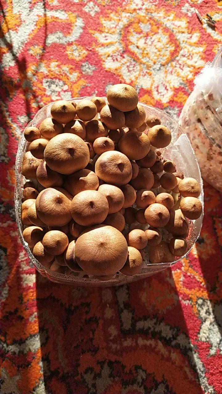 грибы в лукошке.jpg