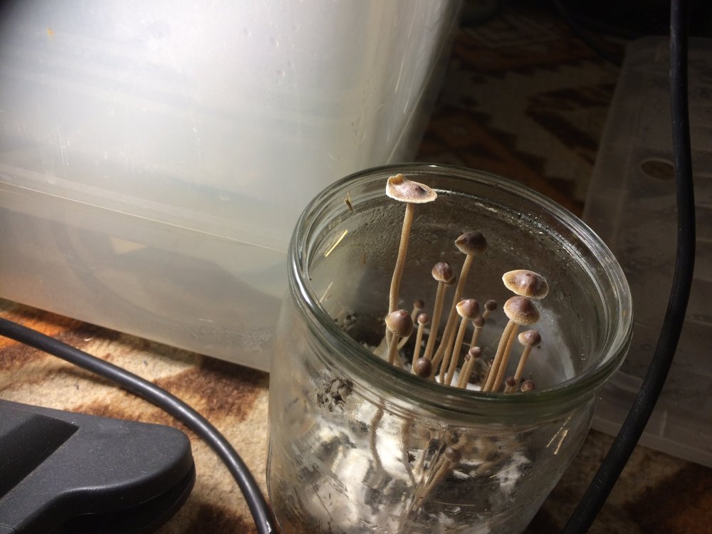 Грибы вида psilocybe tampanensis