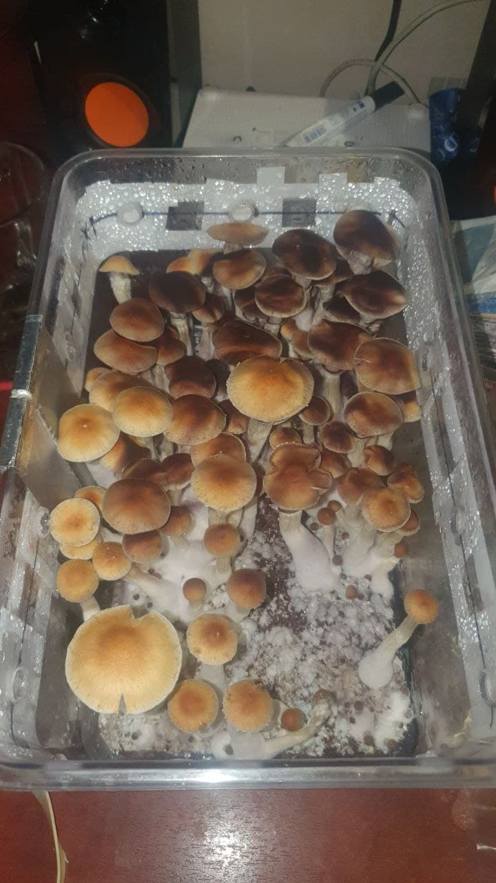 грибы555.jpg