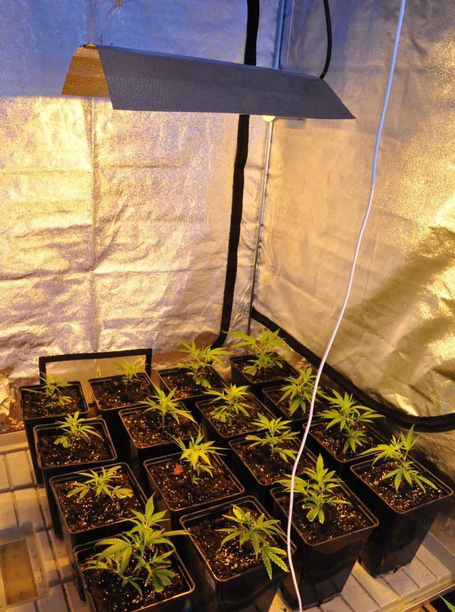 growbox