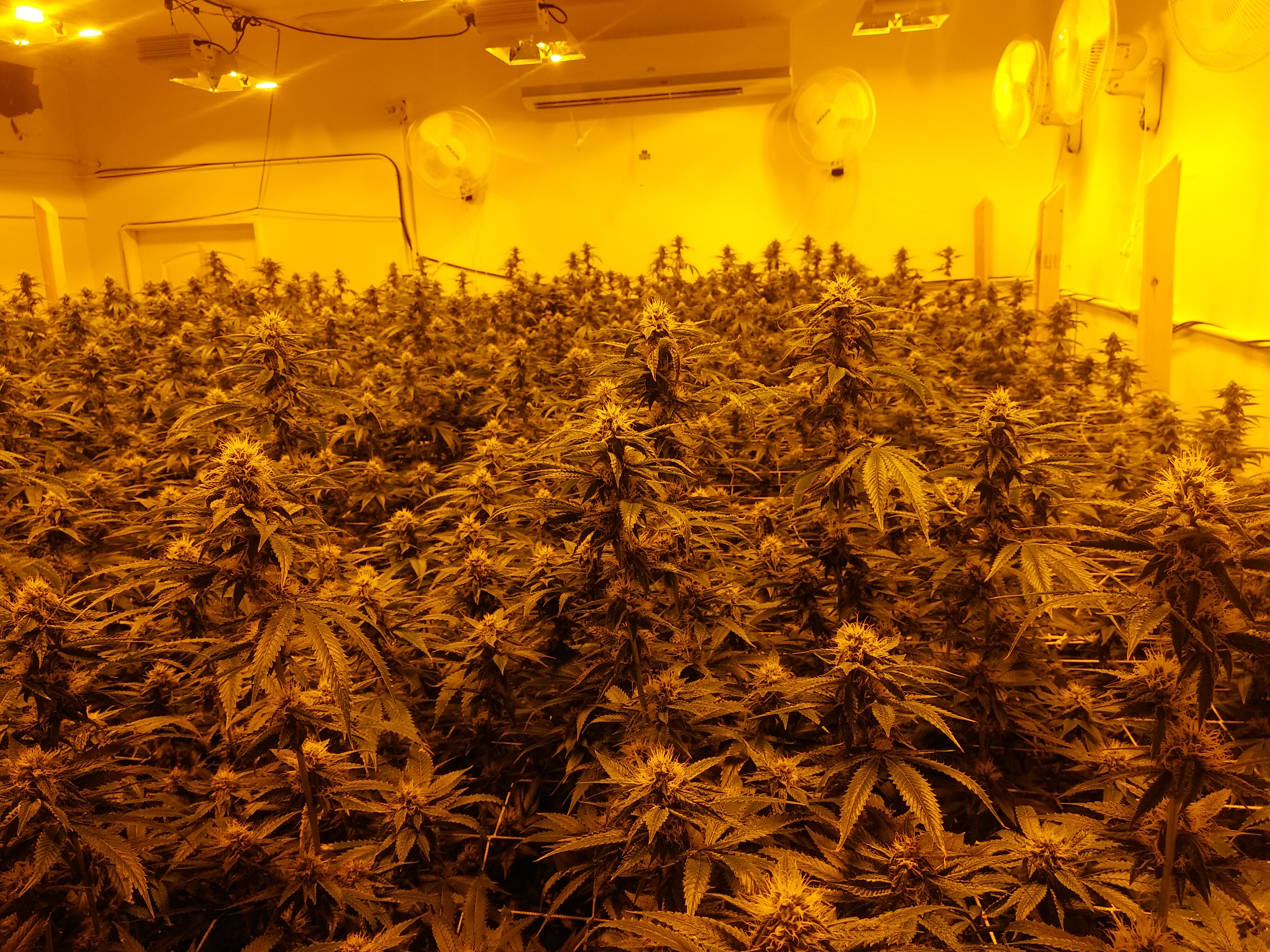 GrowRoom 1