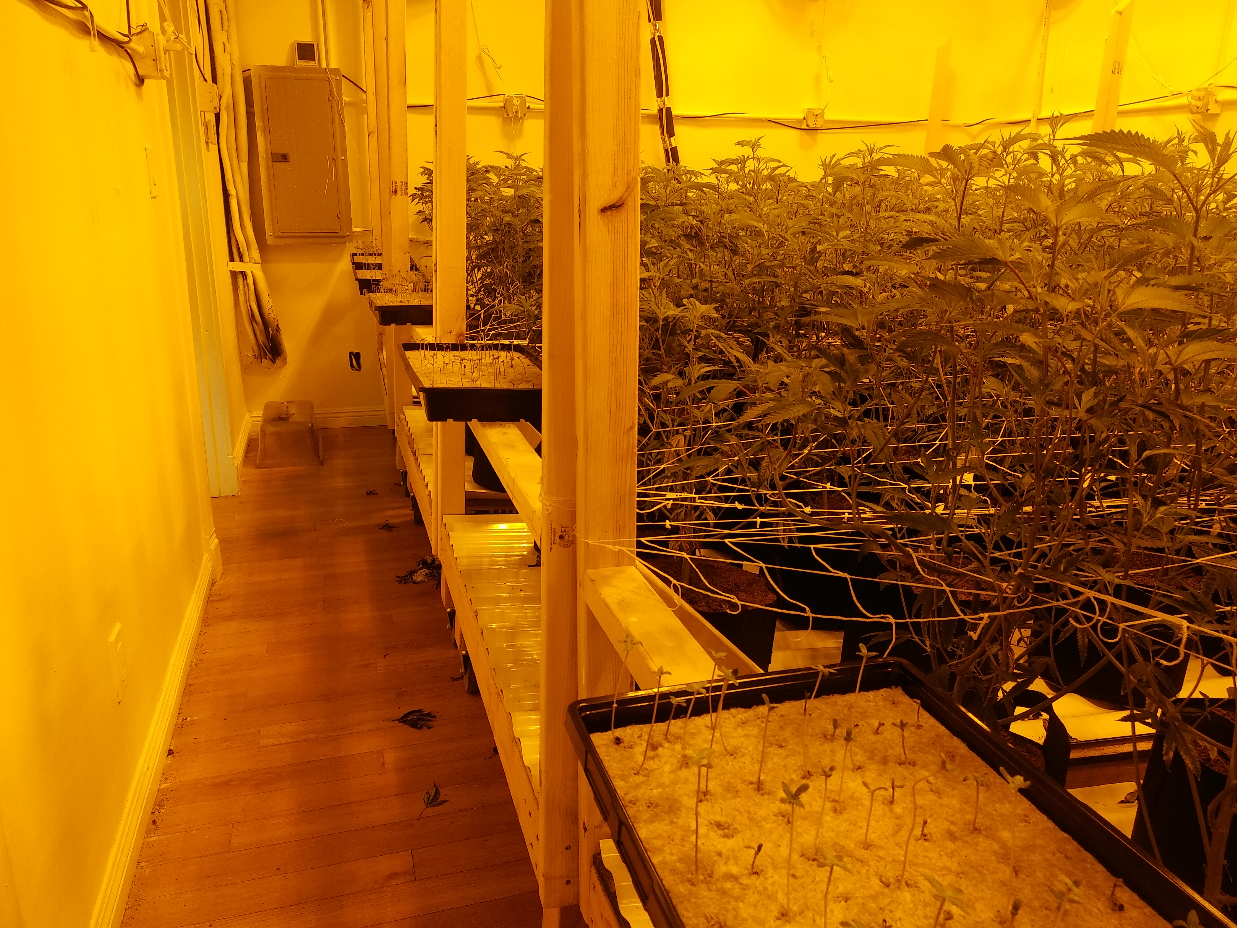 GrowRoom 2