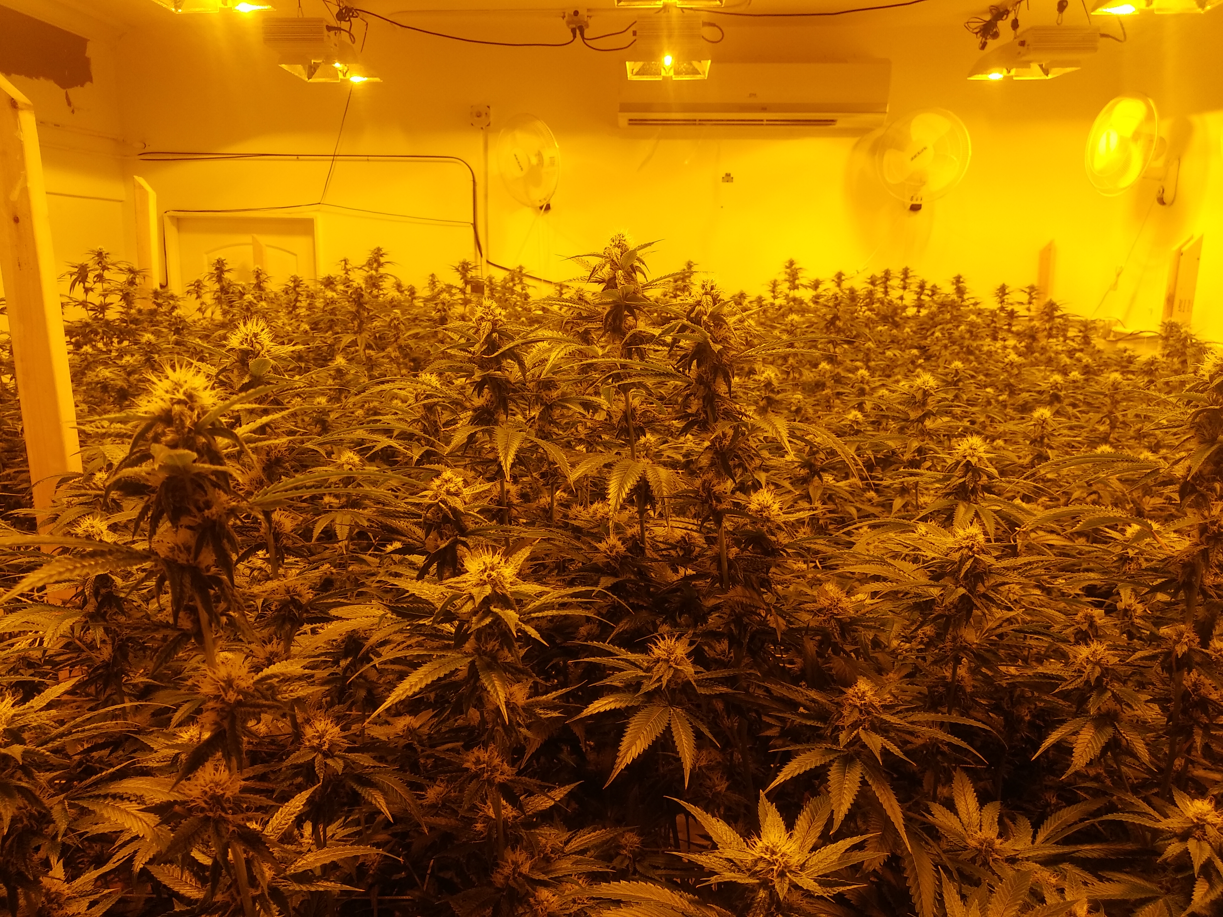GrowRoom №1 (общий вид)