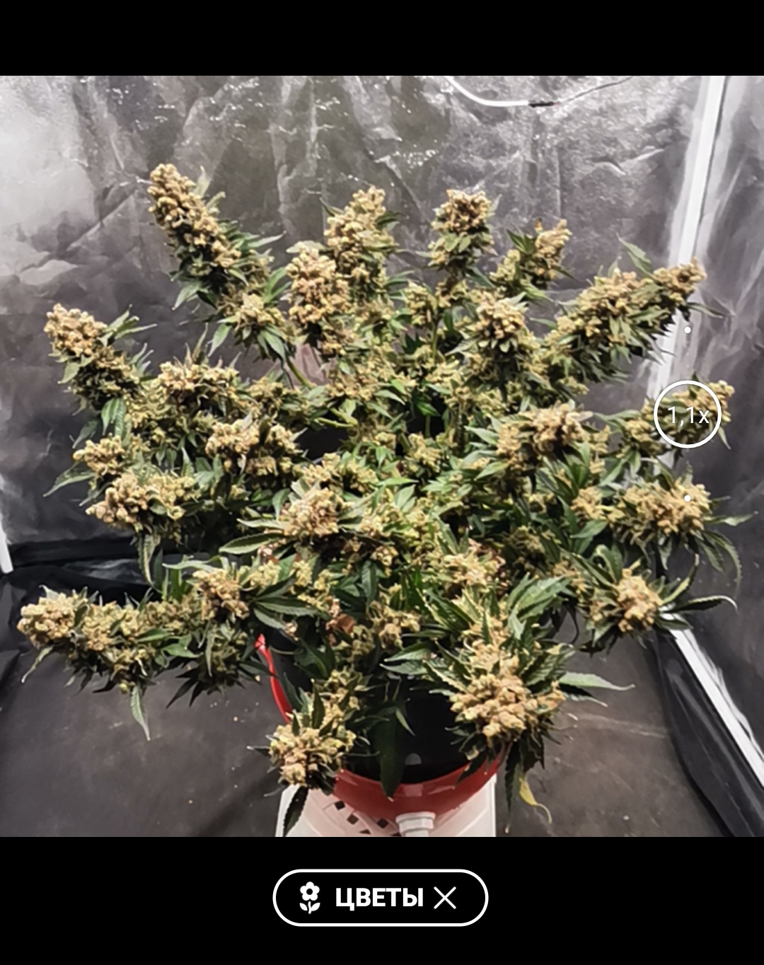 GSC
