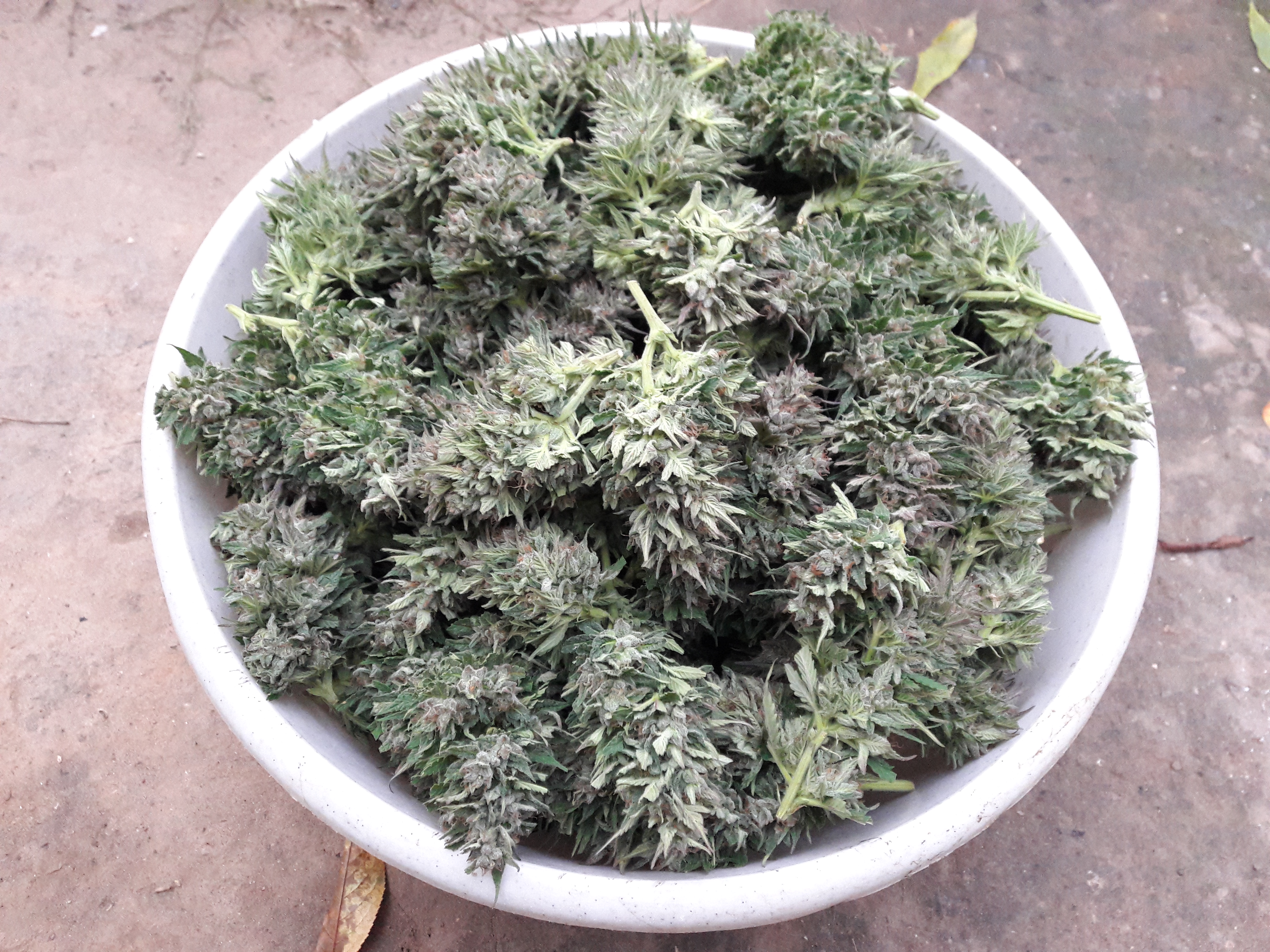 Harvest 04.10.2015