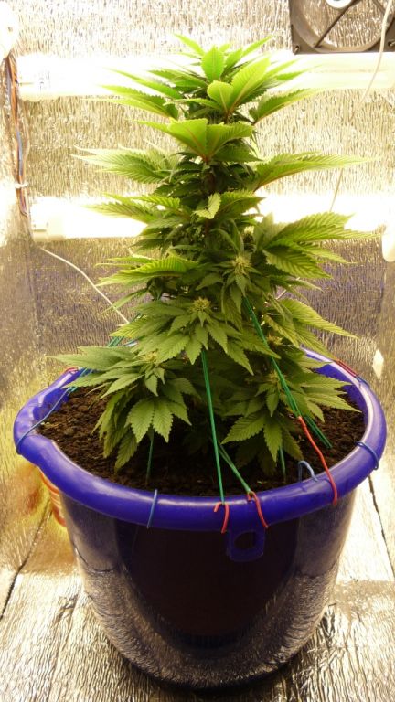 Hashberry