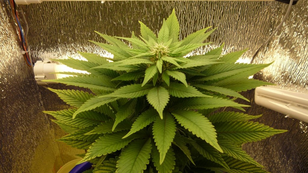 Hashberry