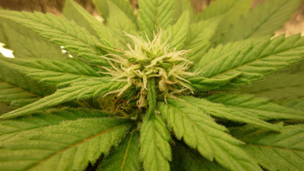 Hashberry