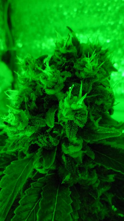 Hashberry