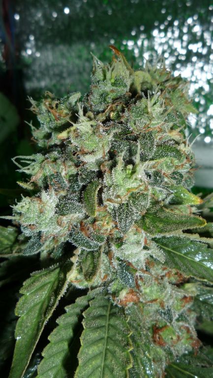 Hashberry