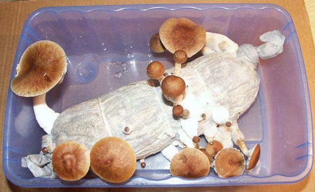 Haw poly Log