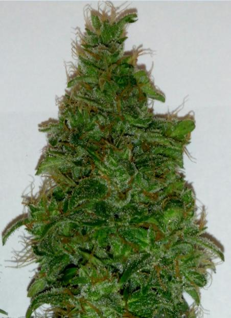 Hibrid auto