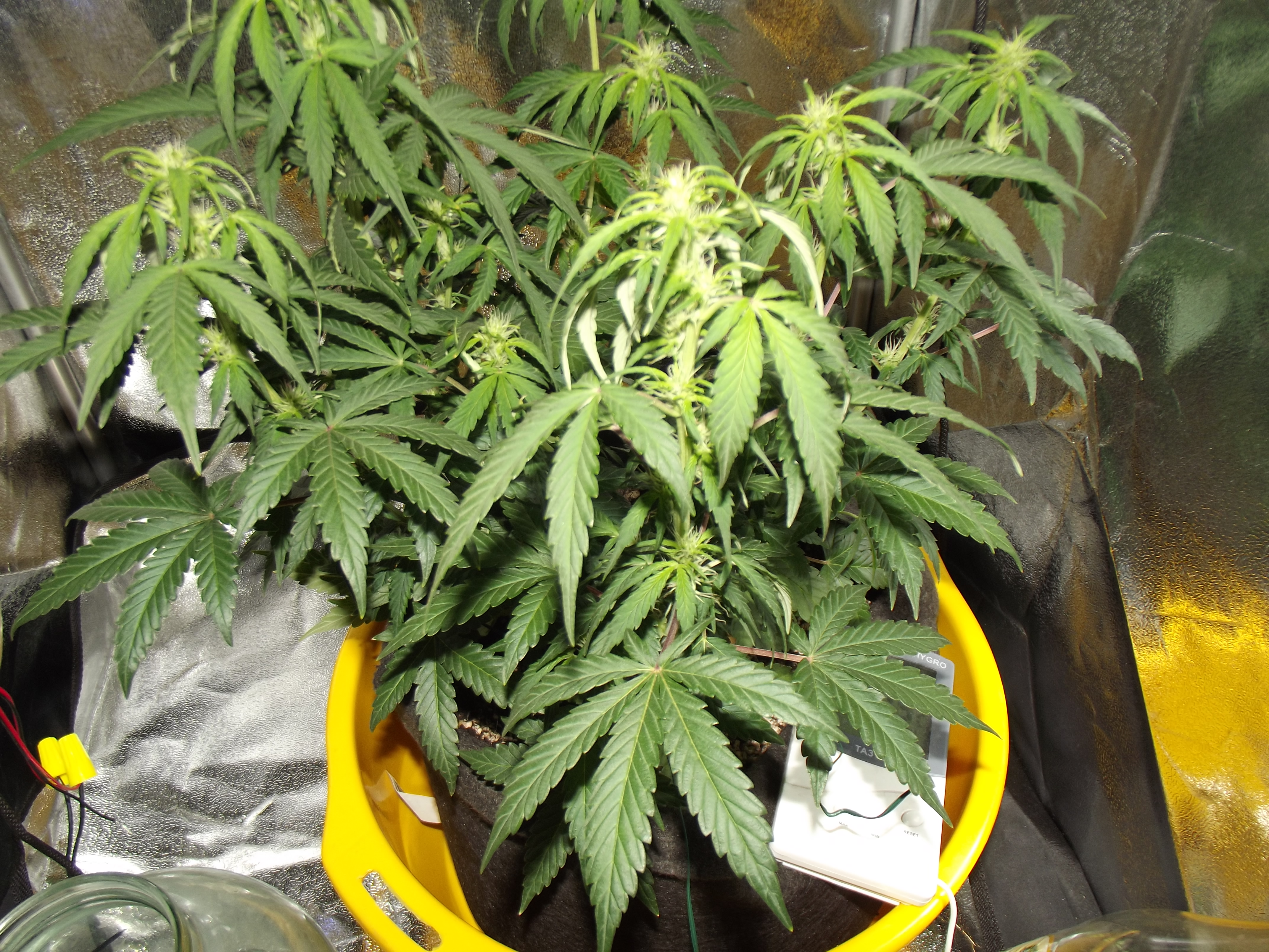 Himalaya Blue Diesel