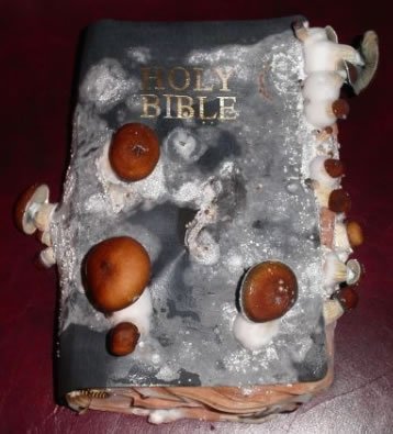 holy mushroom bible