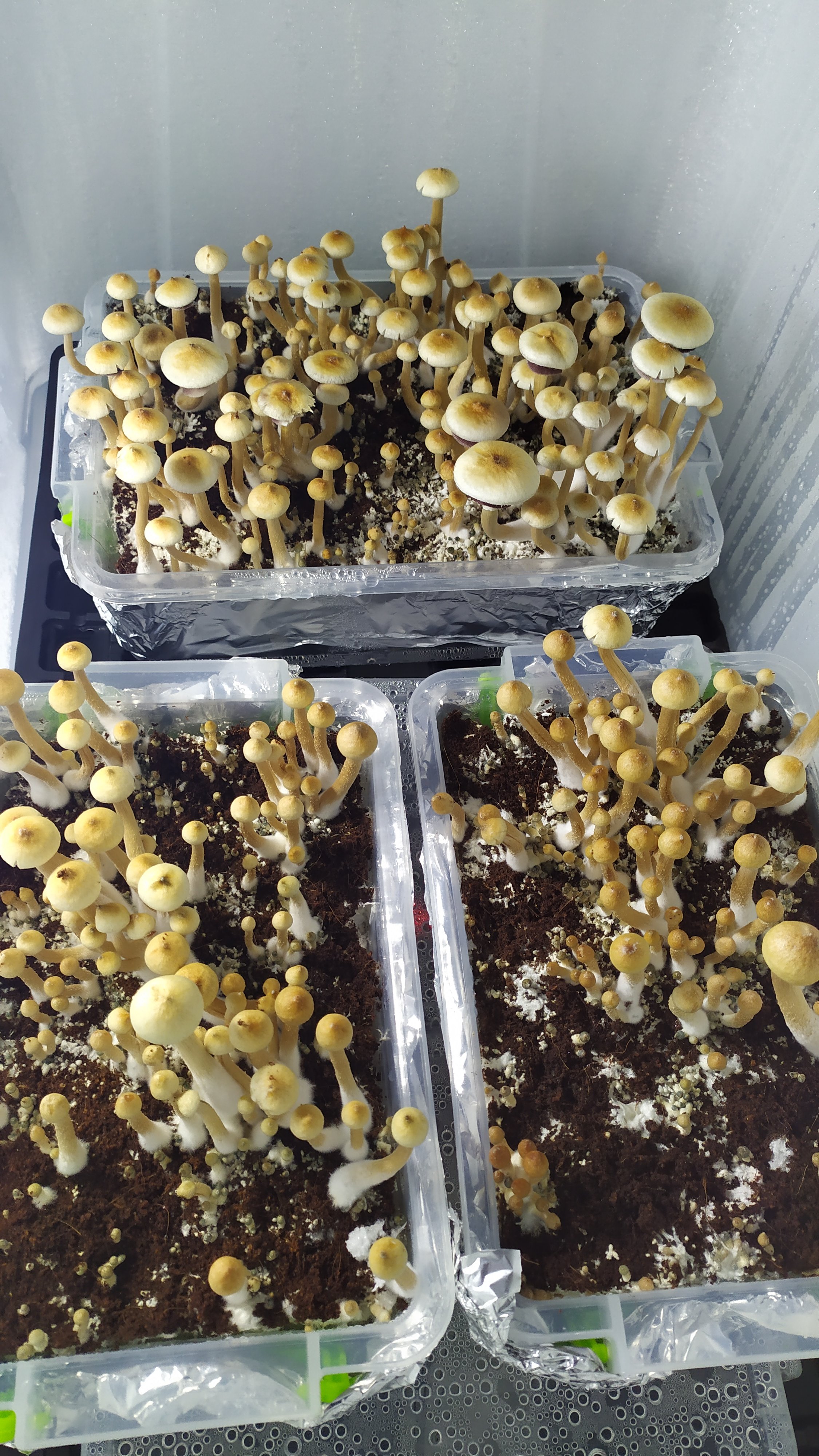 Hybrid Albino A+.jpg