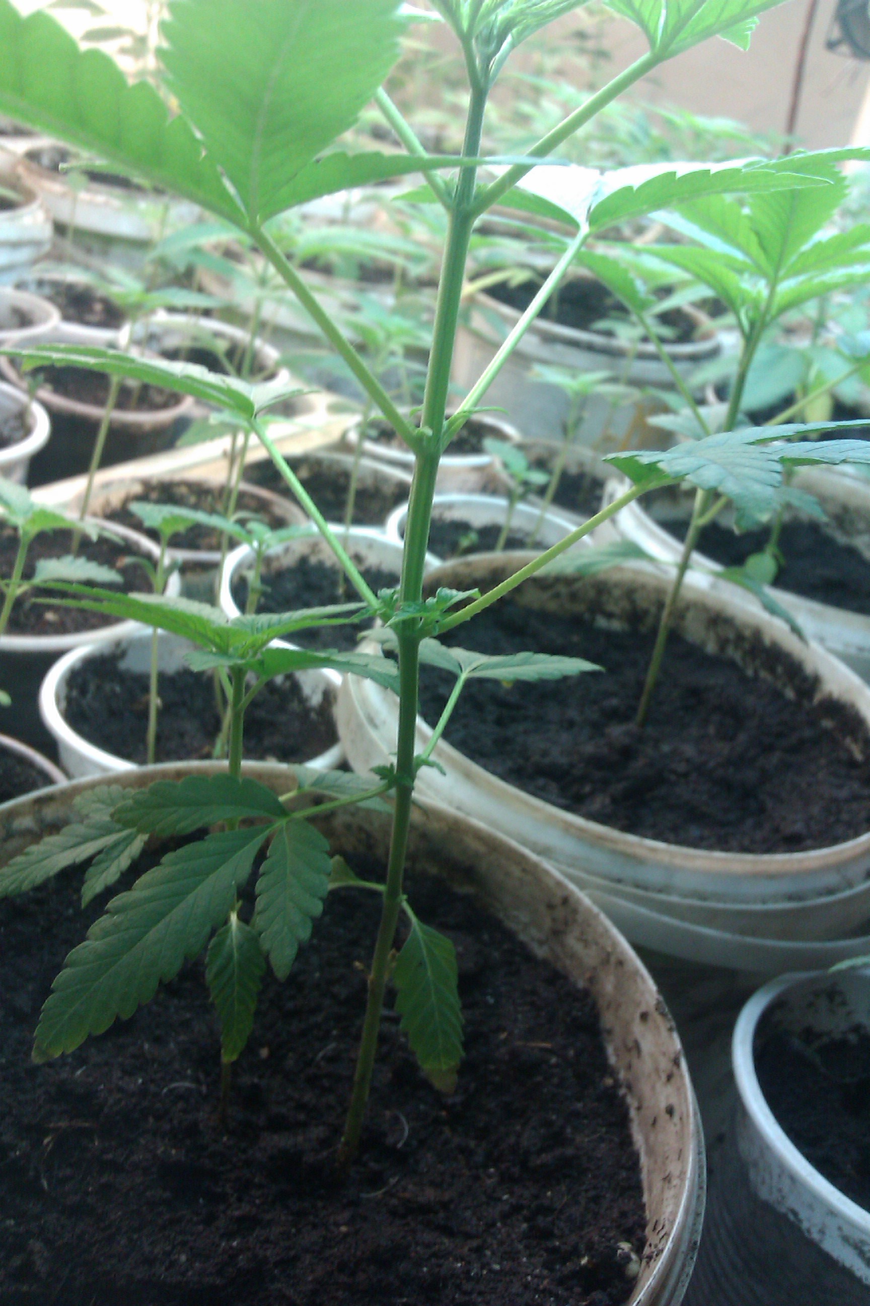 IMAG0012.jpg