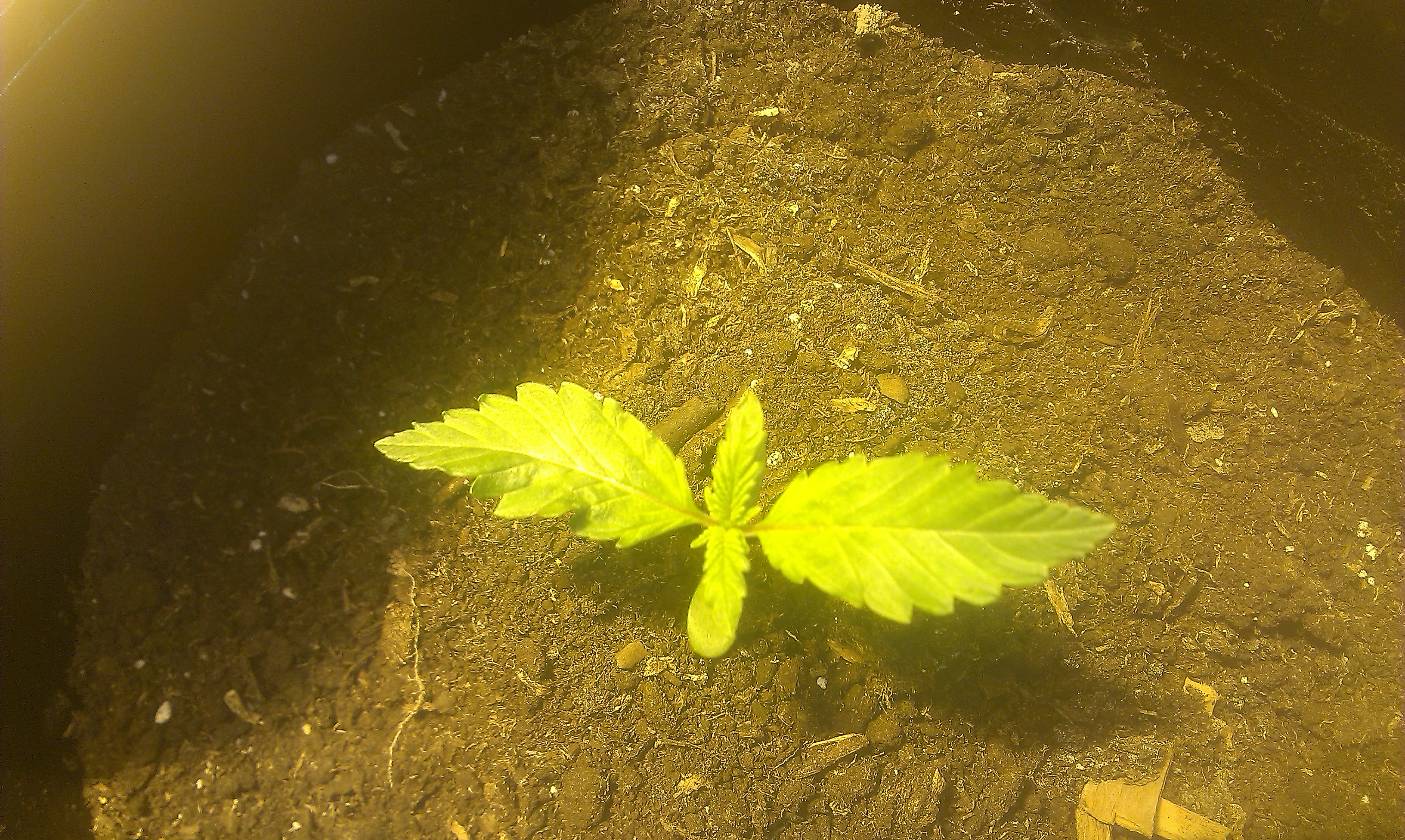 IMAG0033
