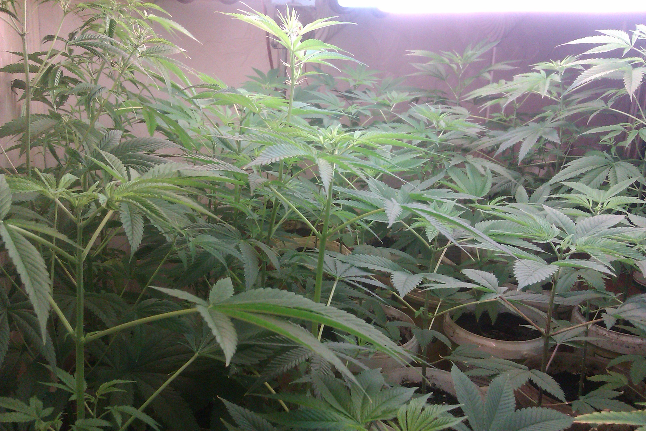 IMAG0050.jpg