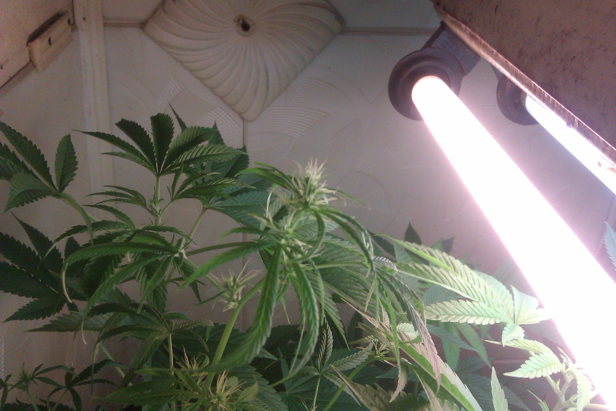 IMAG0054.jpg