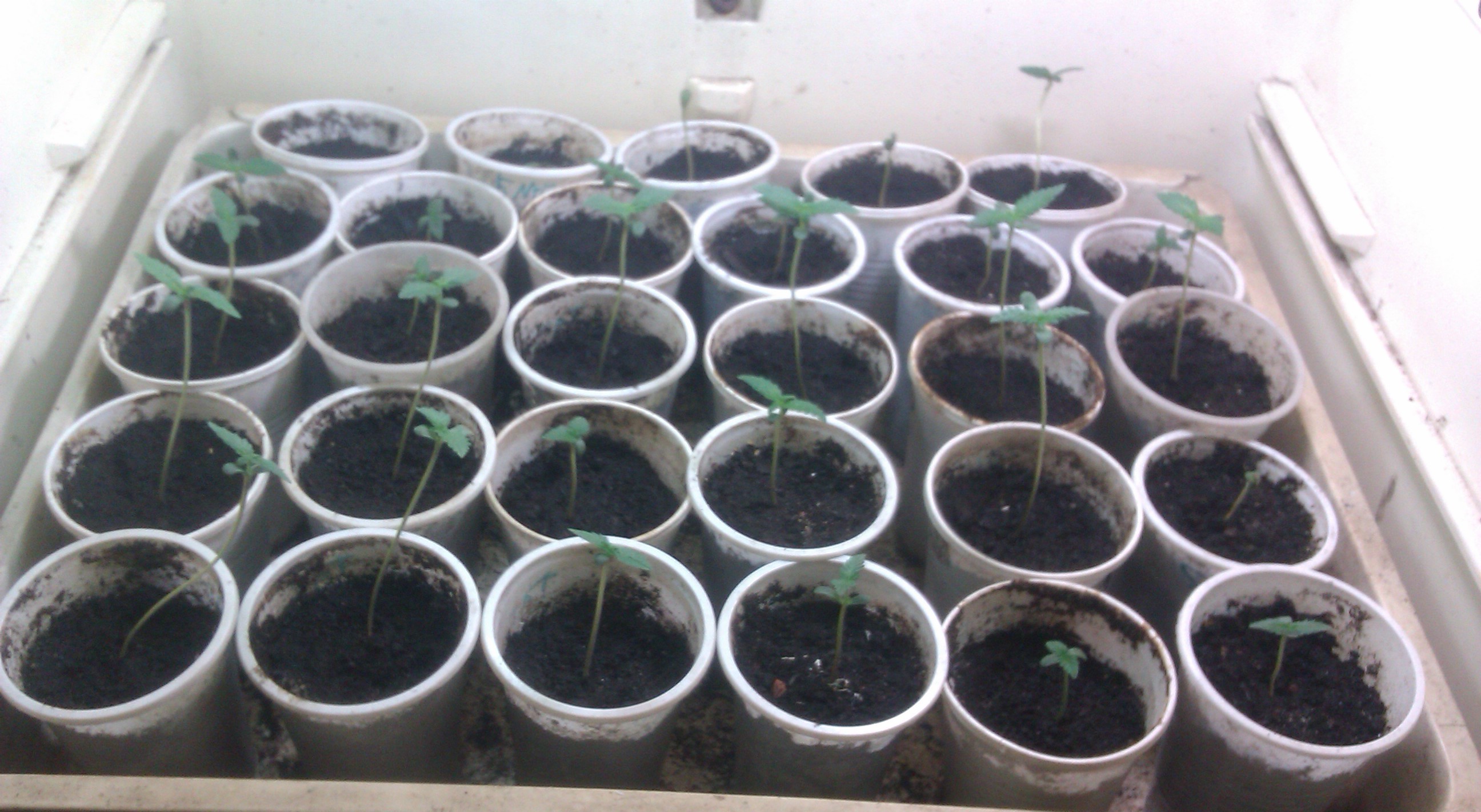 IMAG0078.jpg