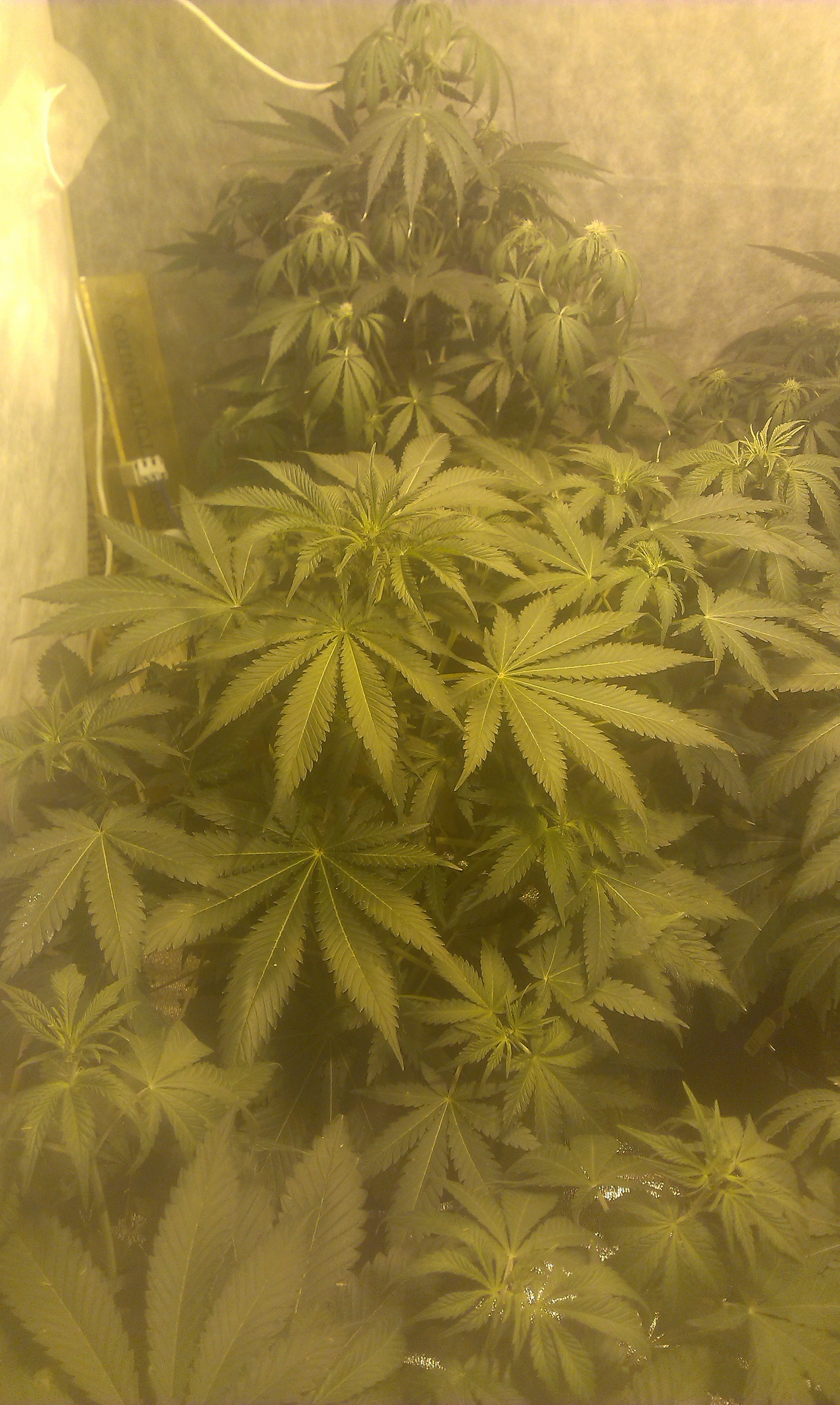 IMAG0101