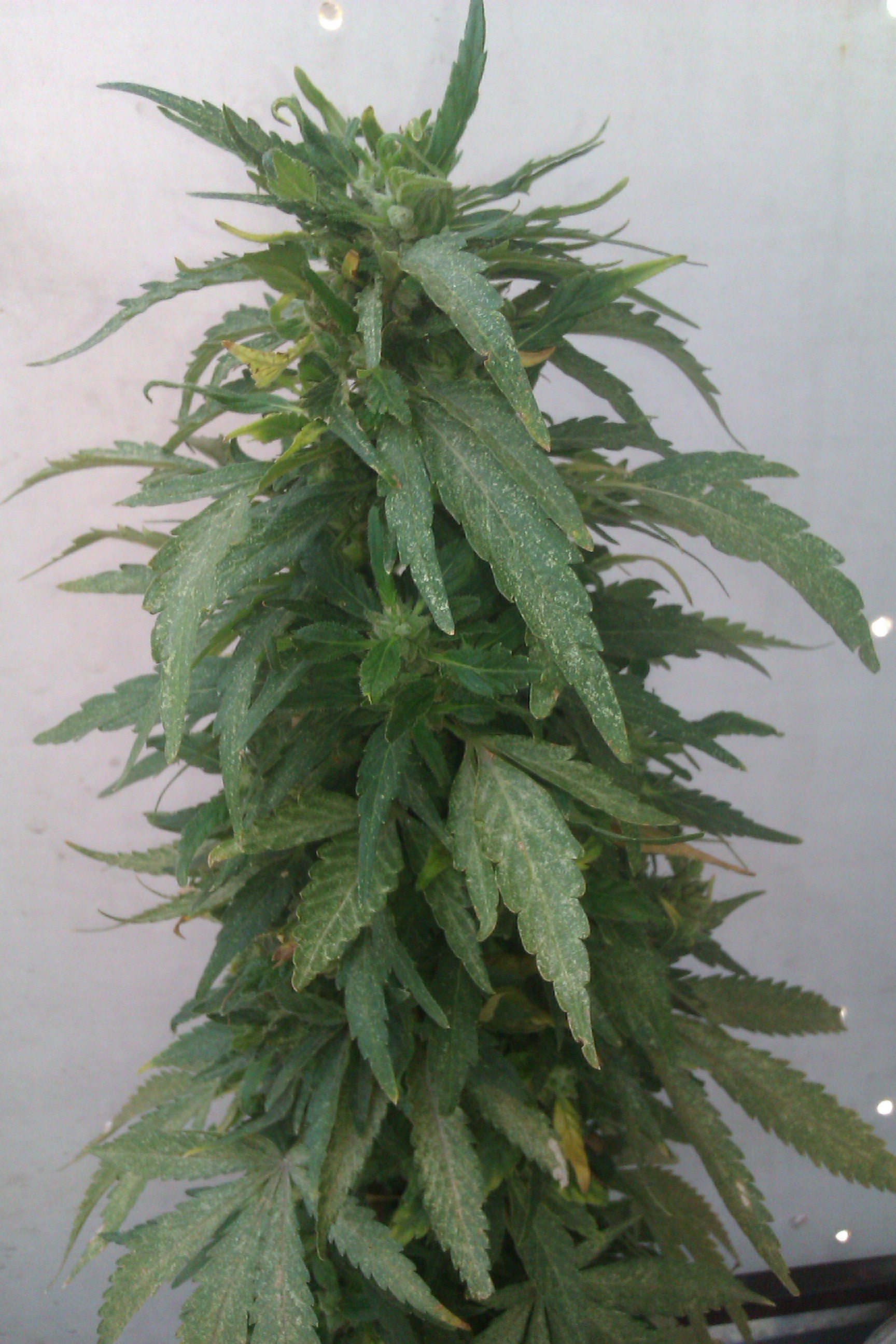 IMAG0113.jpg