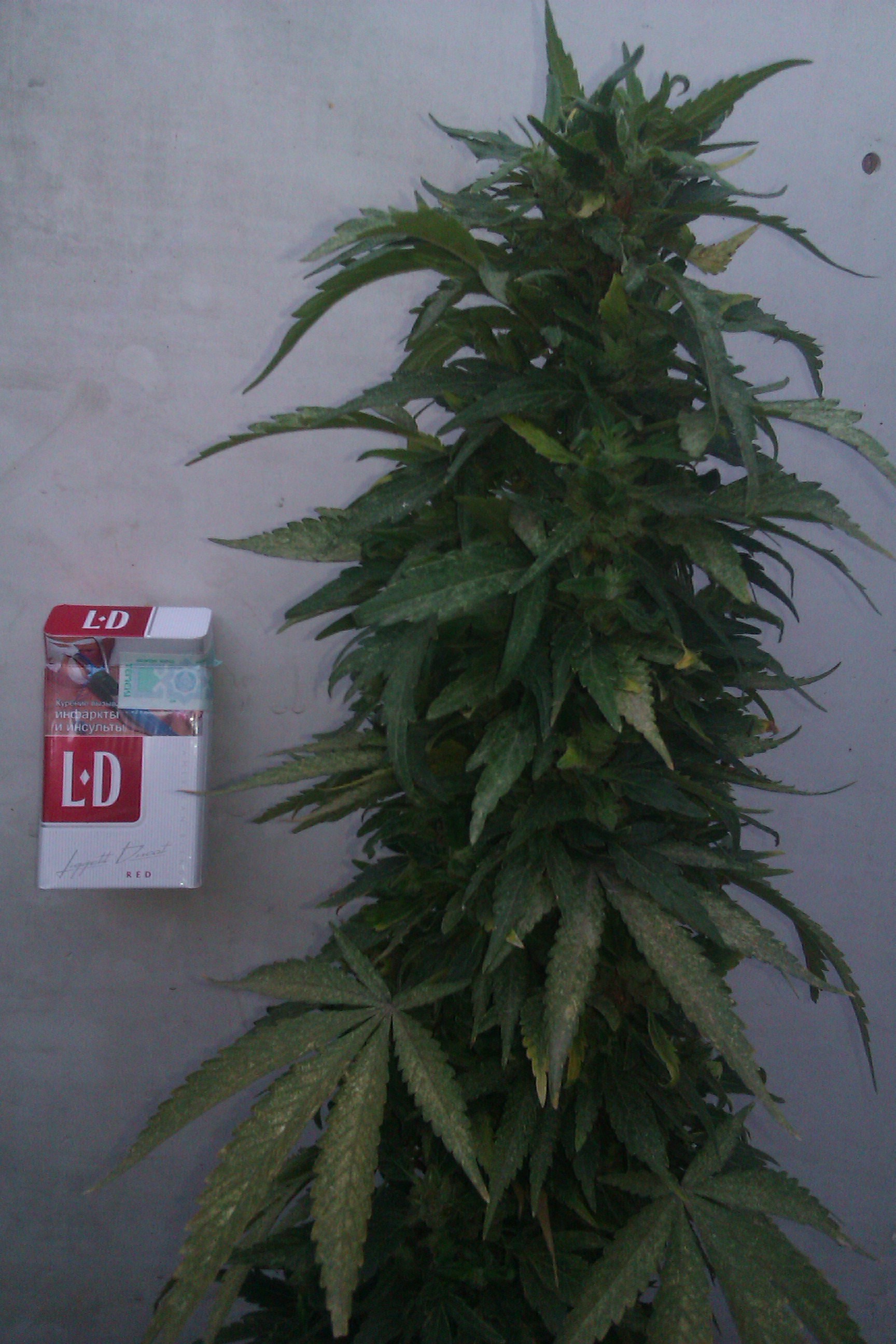IMAG0122.jpg