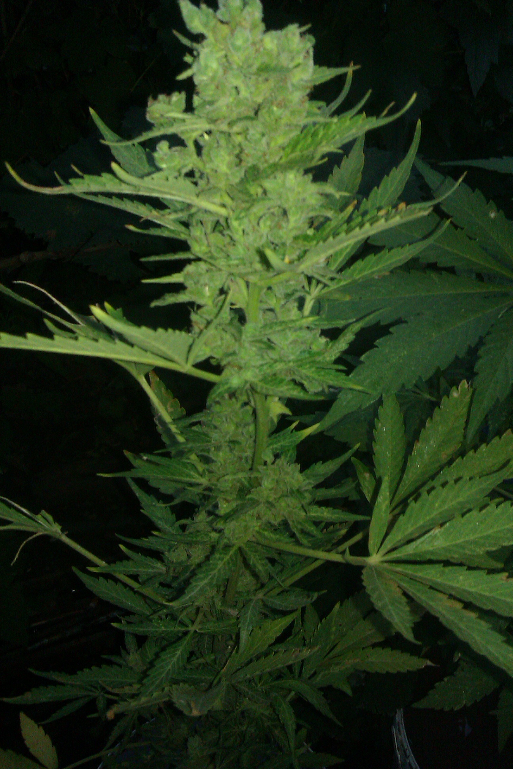 IMAG0128.jpg