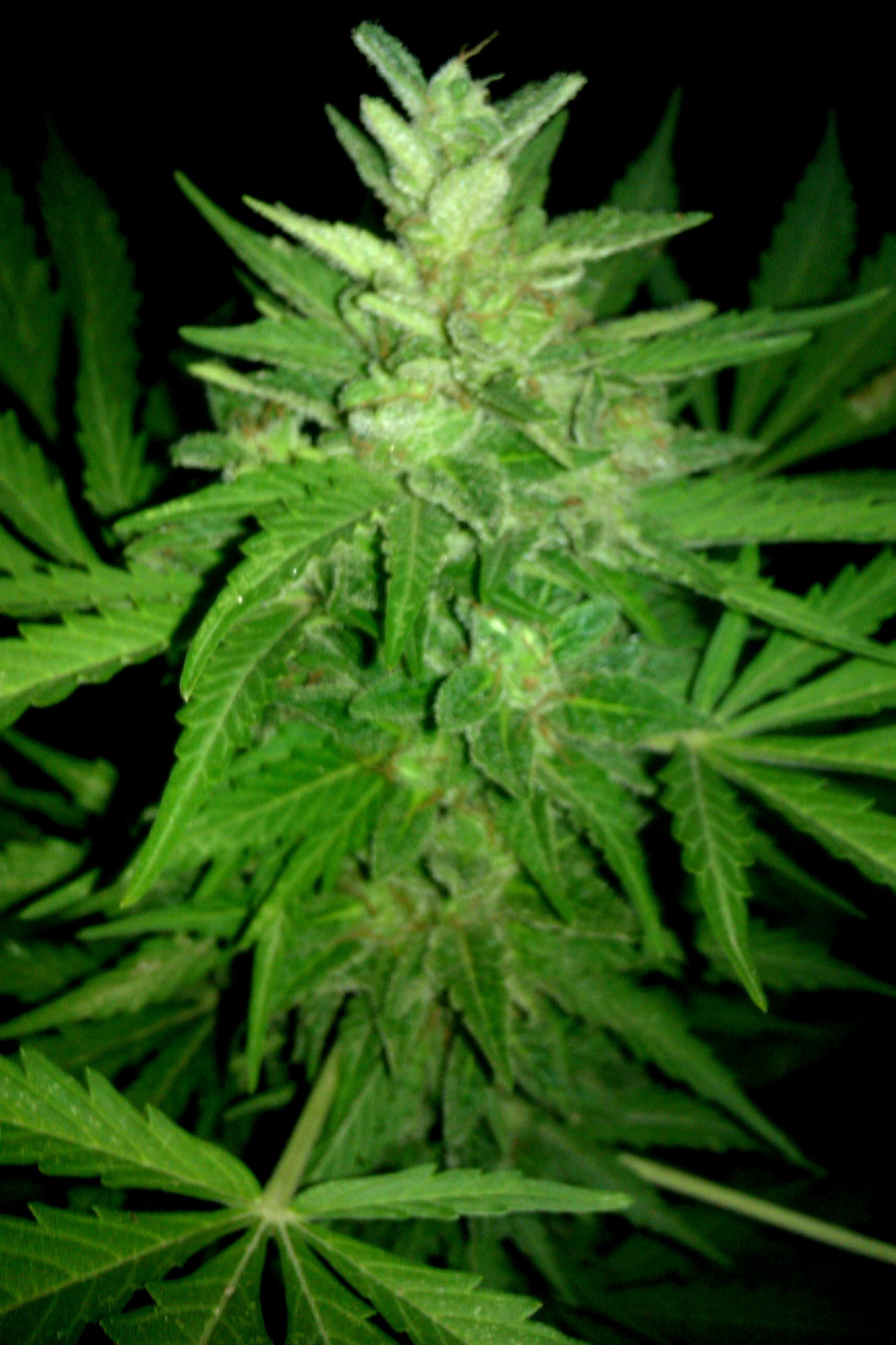 IMAG0134.jpg