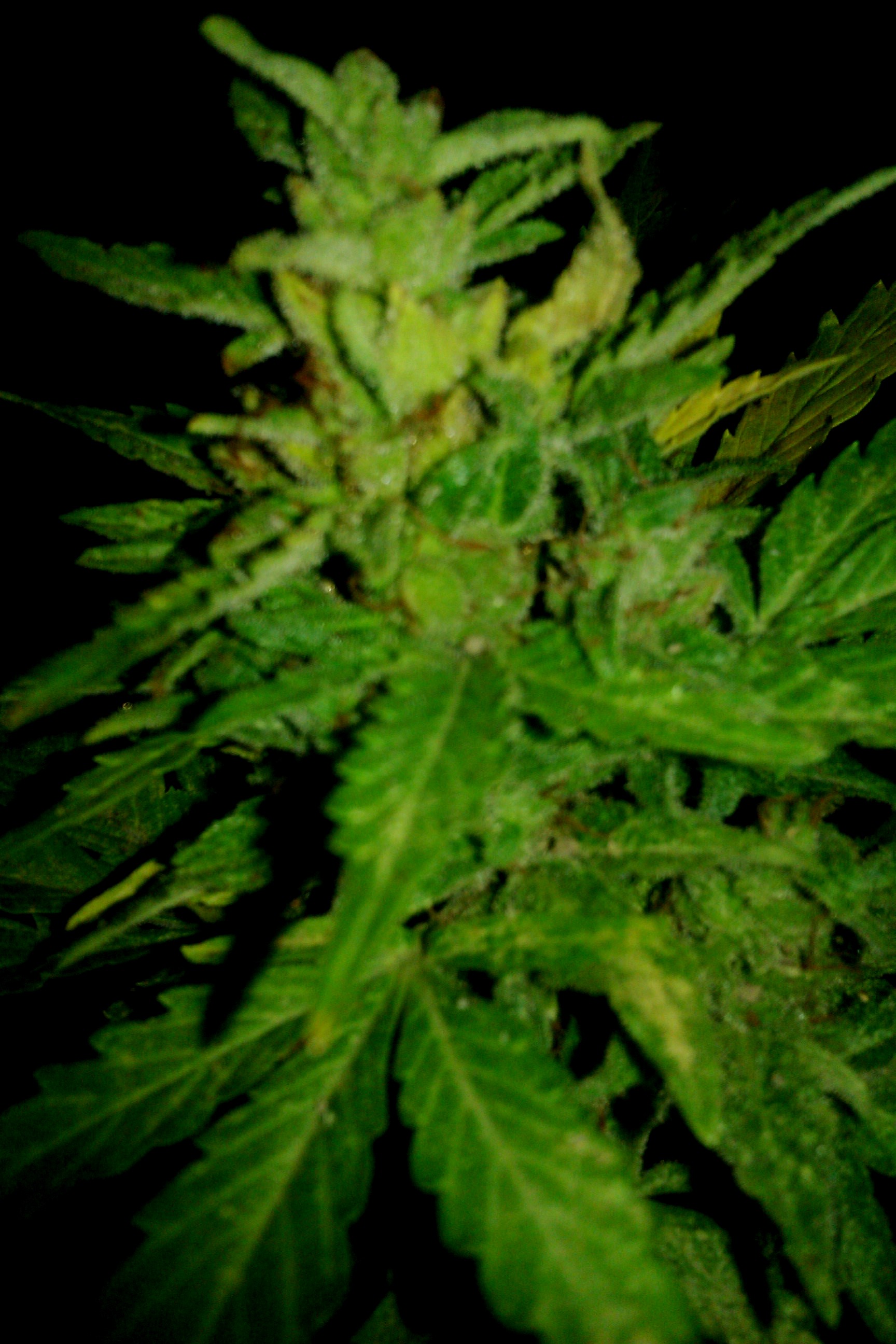 IMAG0136.jpg