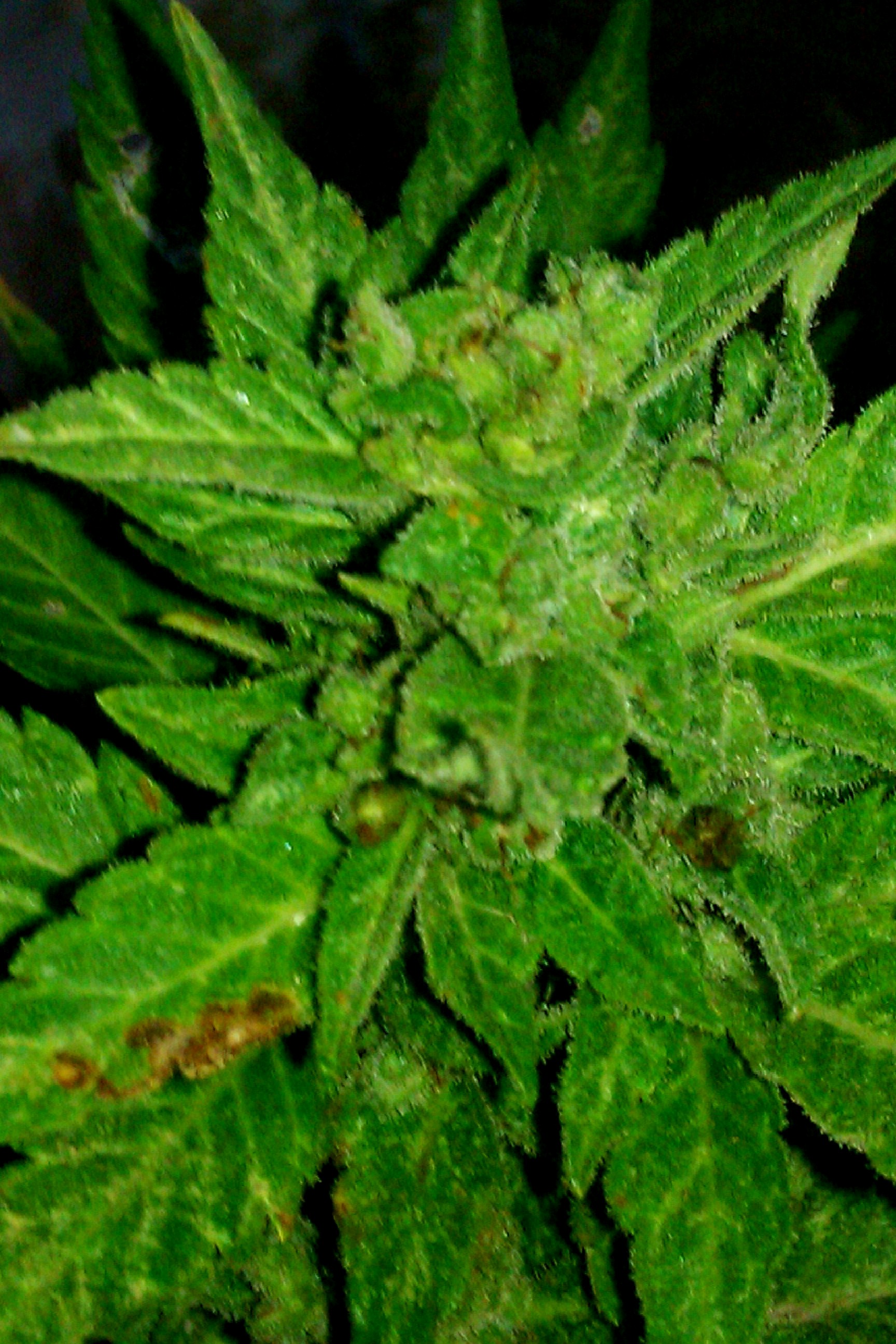 IMAG0155.jpg