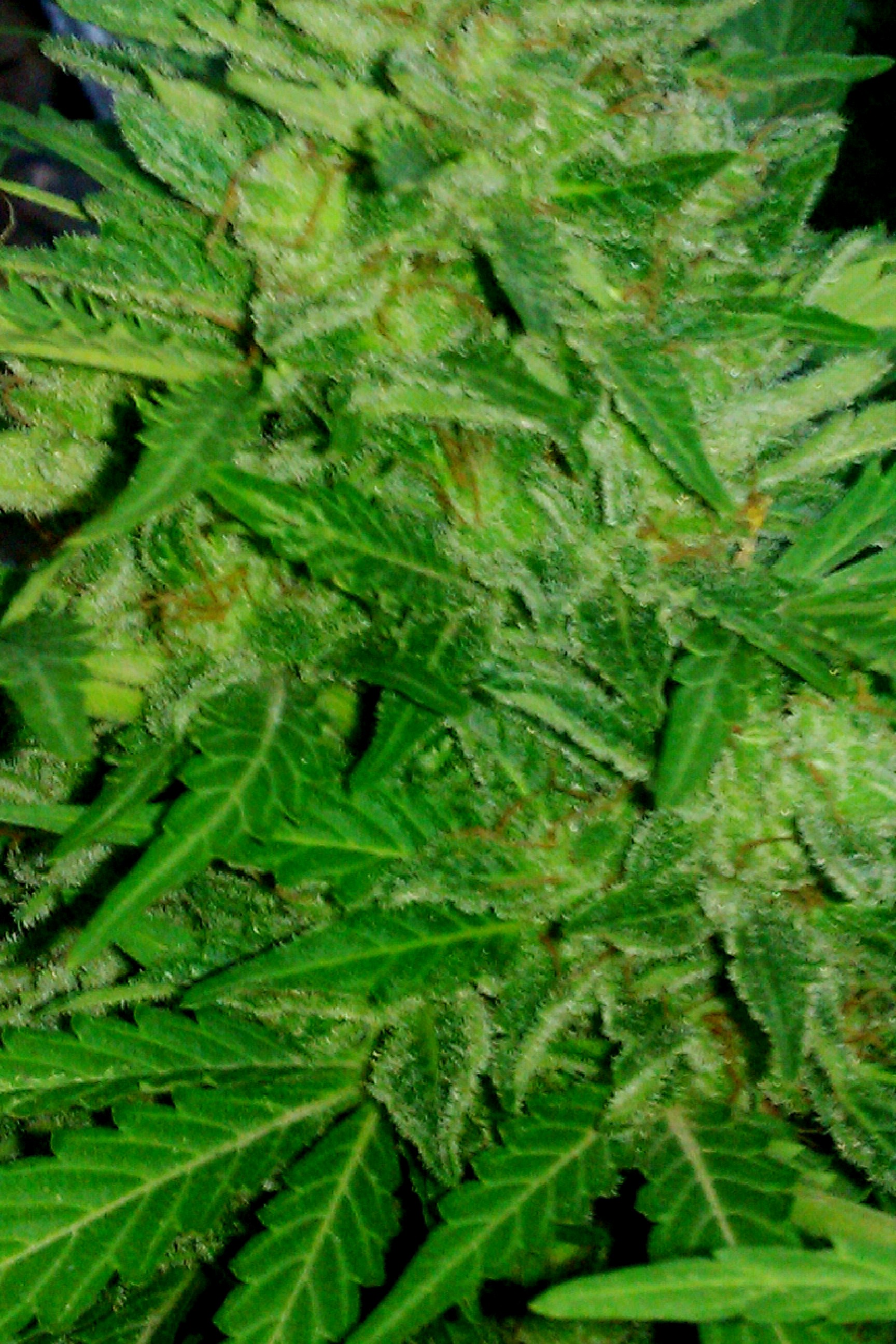 IMAG0161.jpg