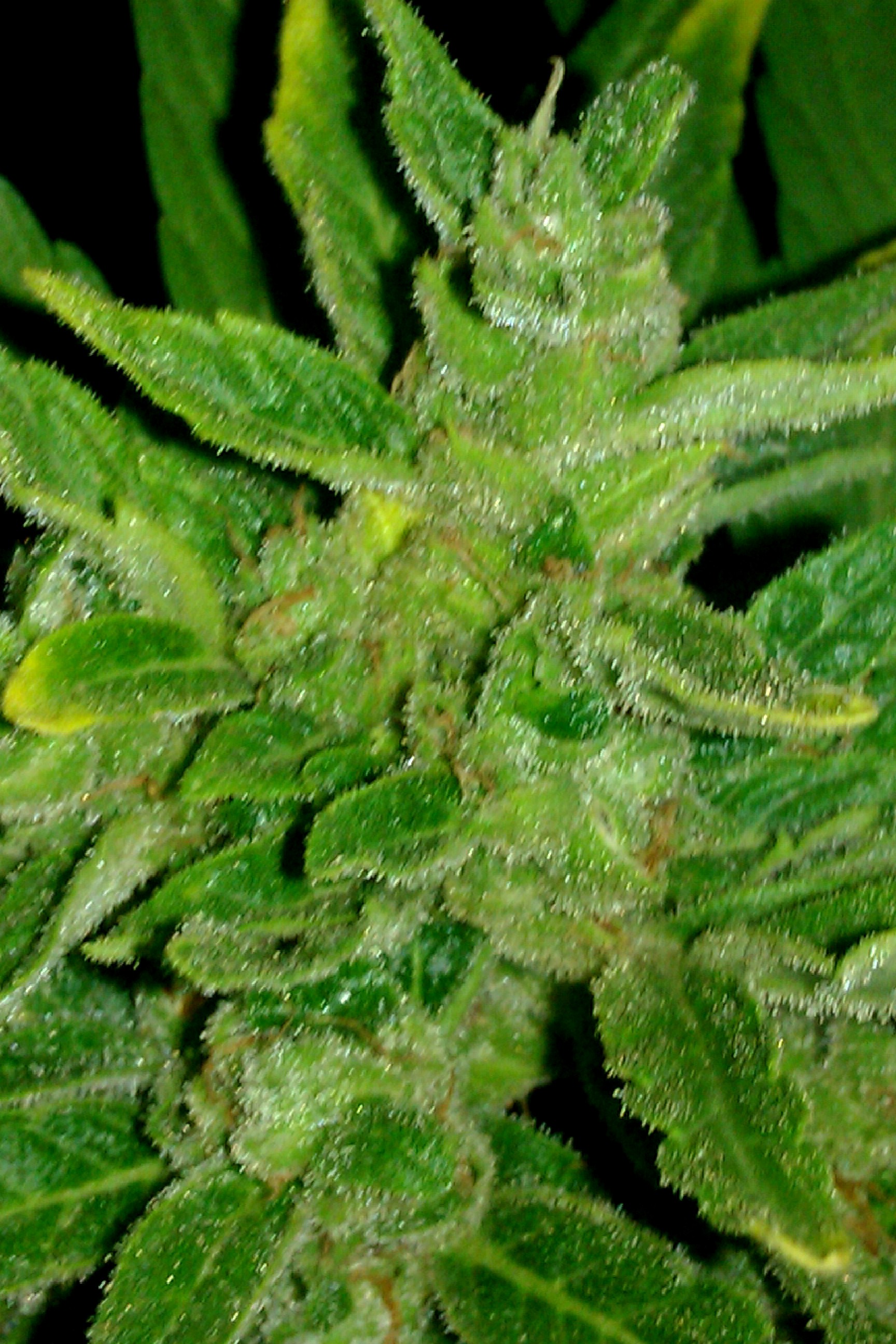 IMAG0163.jpg