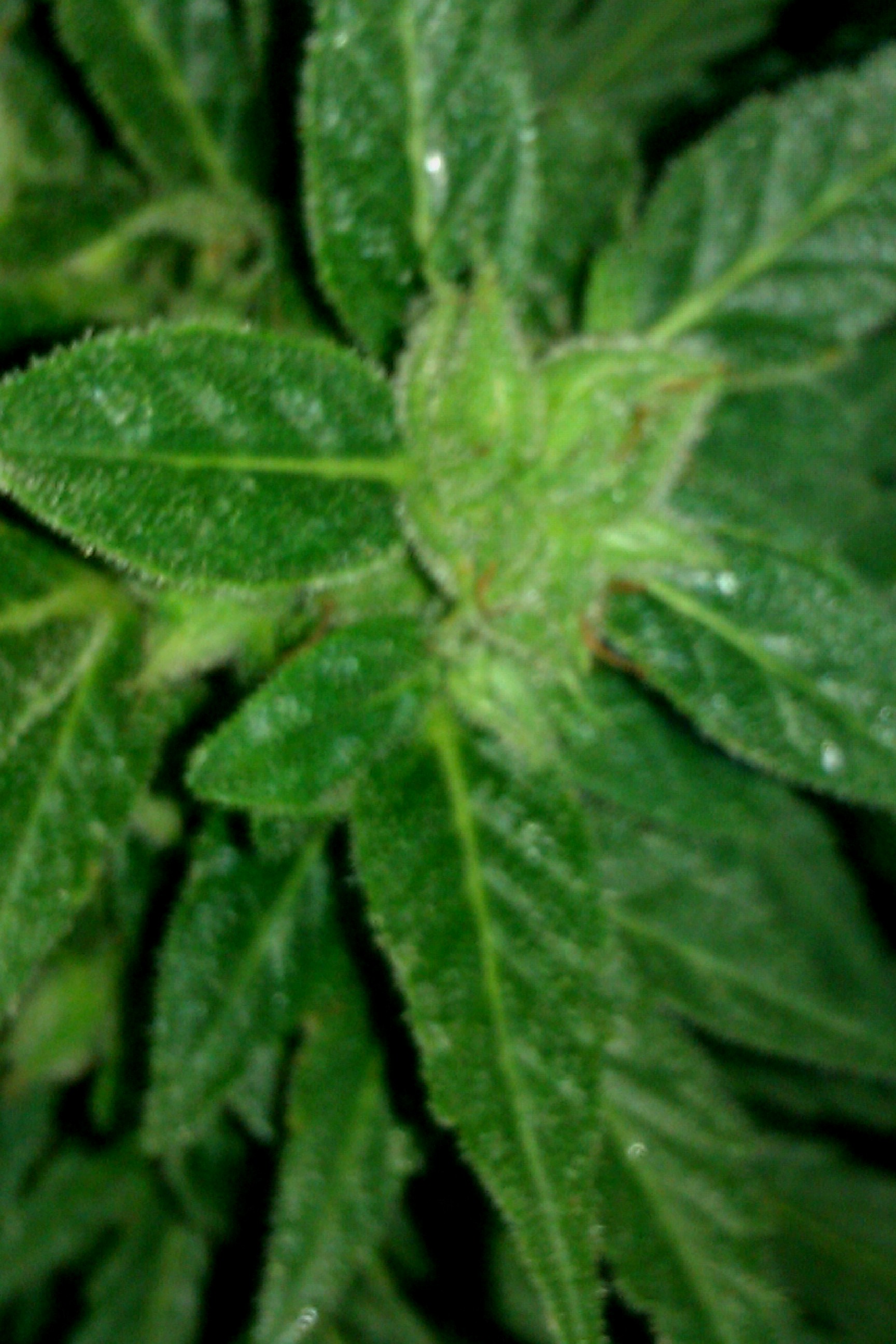 IMAG0174.jpg