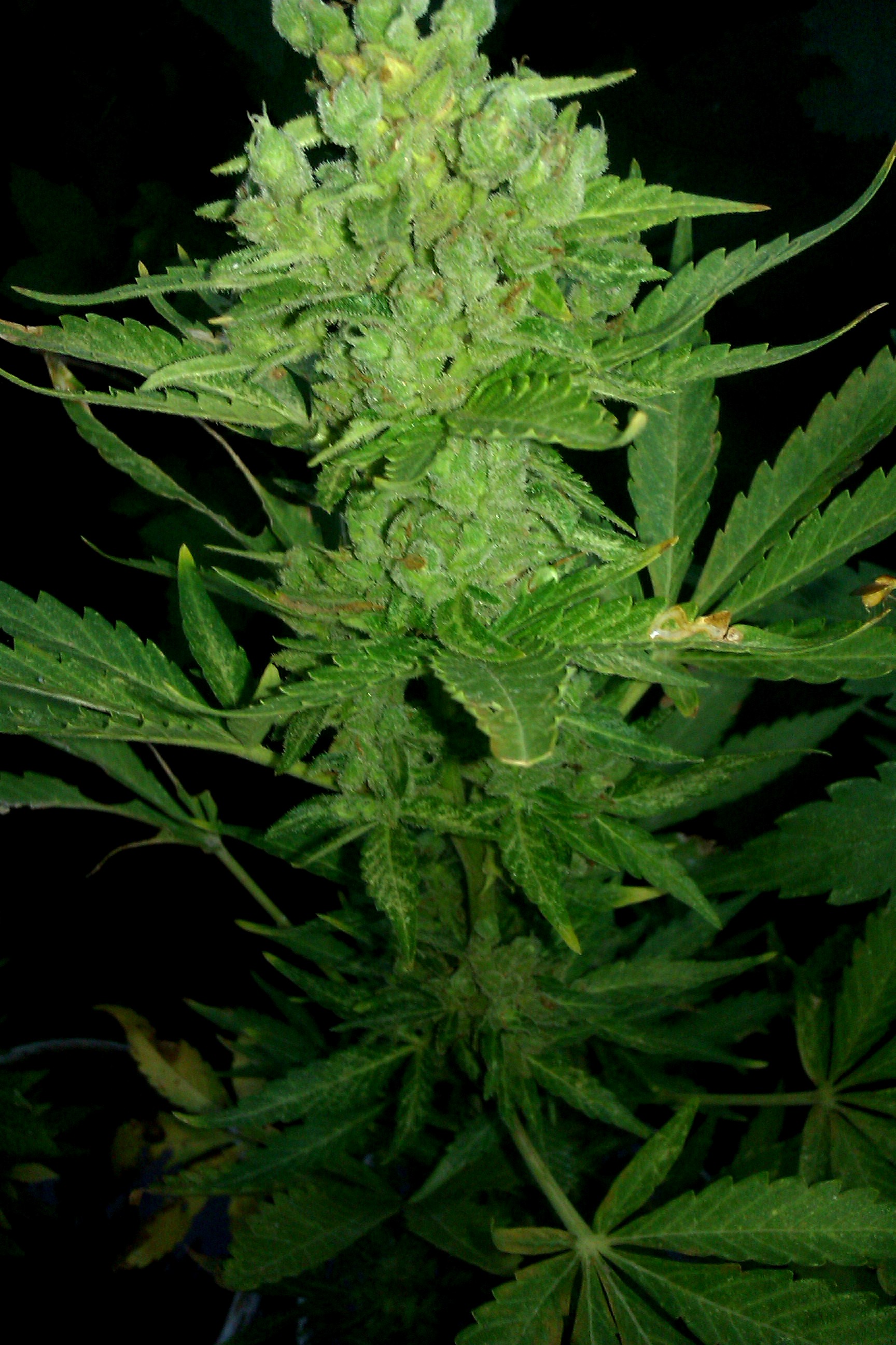 IMAG0177.jpg