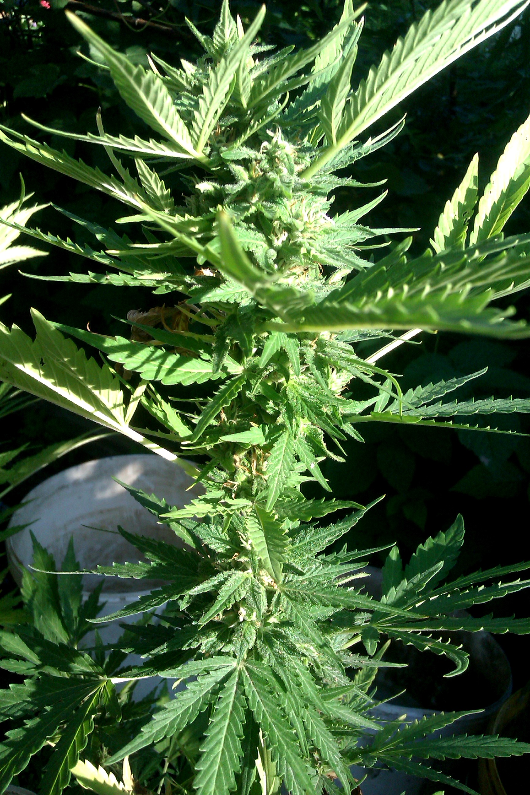 IMAG0215.jpg