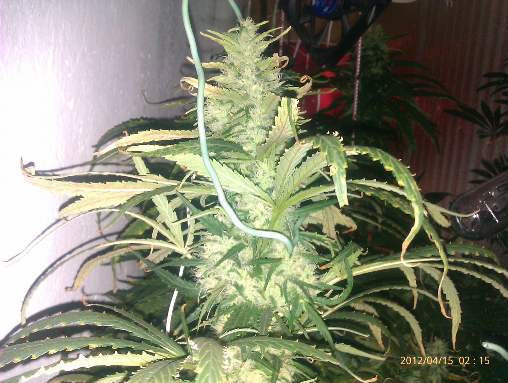 IMAG0247
