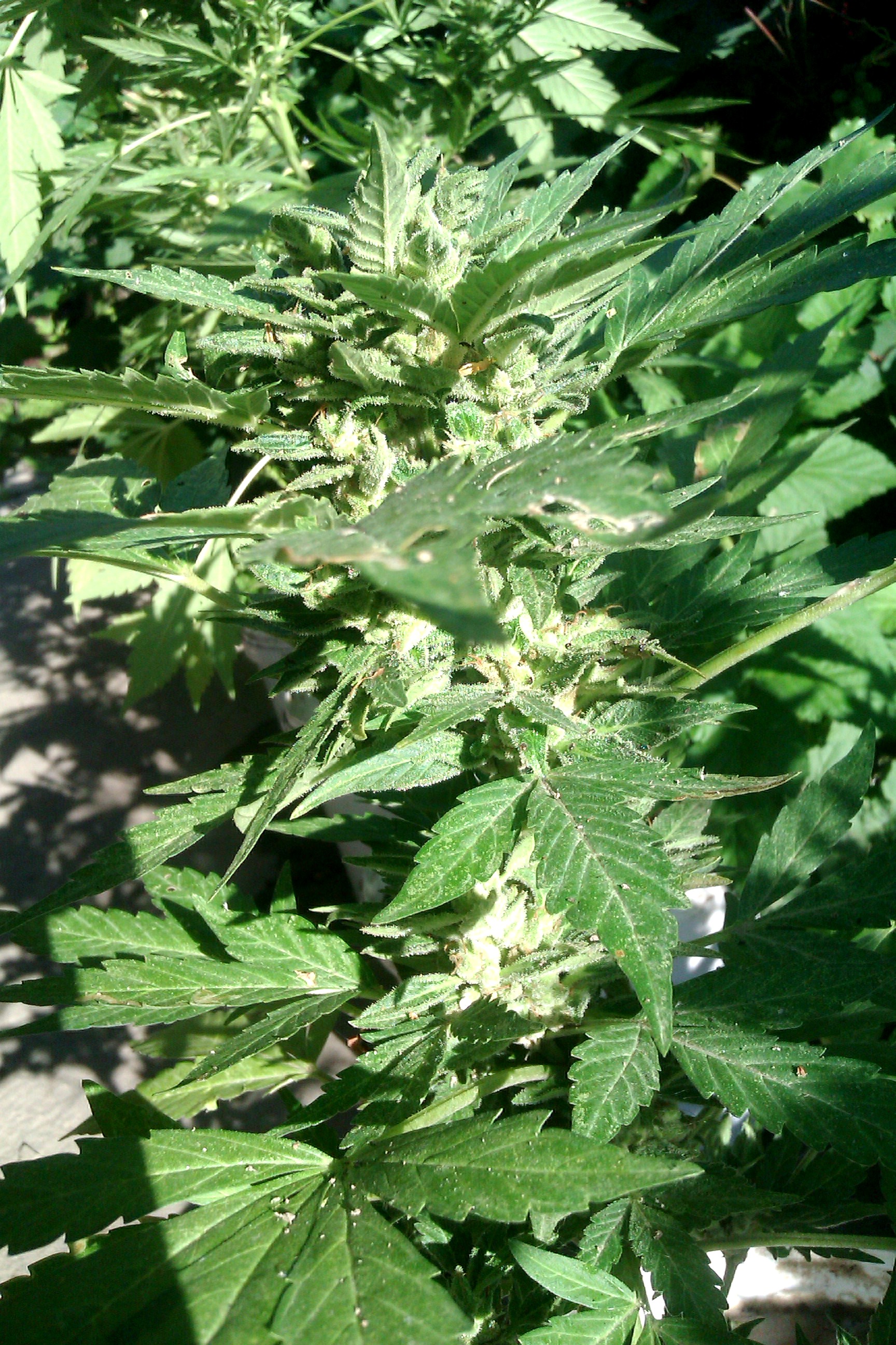 IMAG0249.jpg