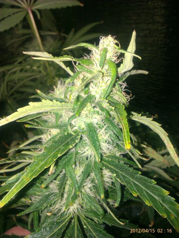 IMAG0249