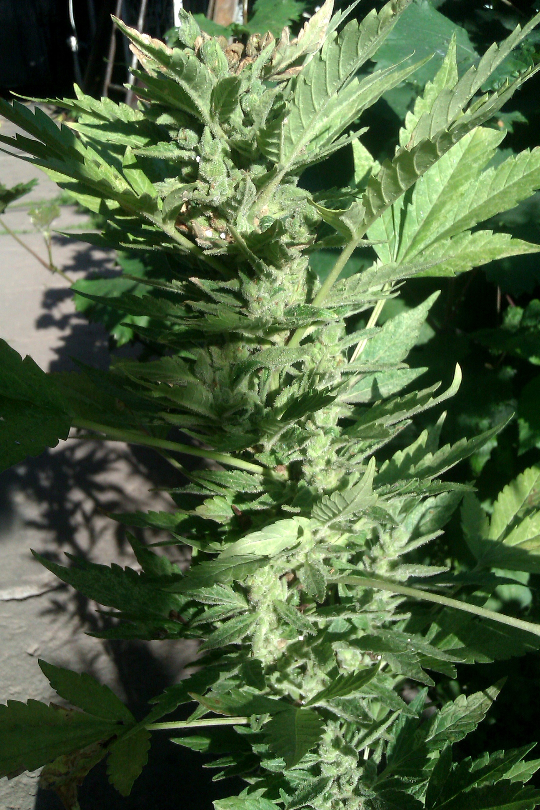 IMAG0252.jpg