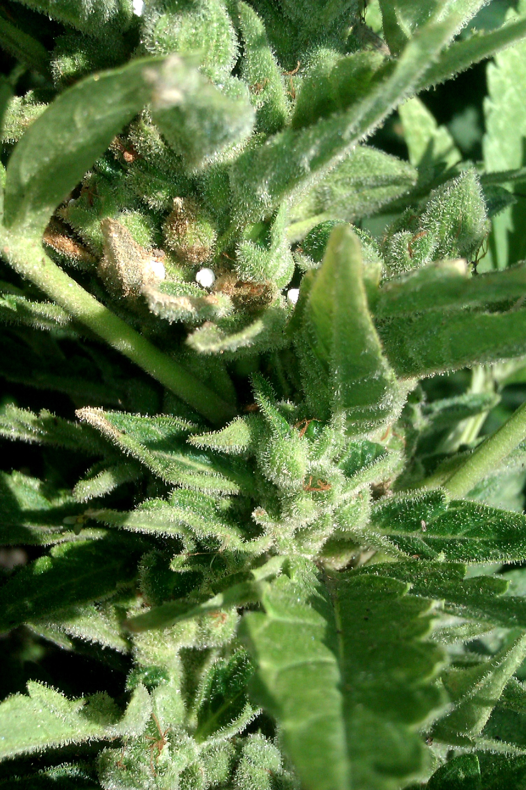 IMAG0254.jpg