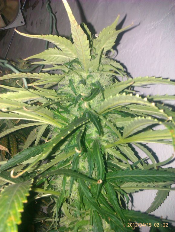 IMAG0268