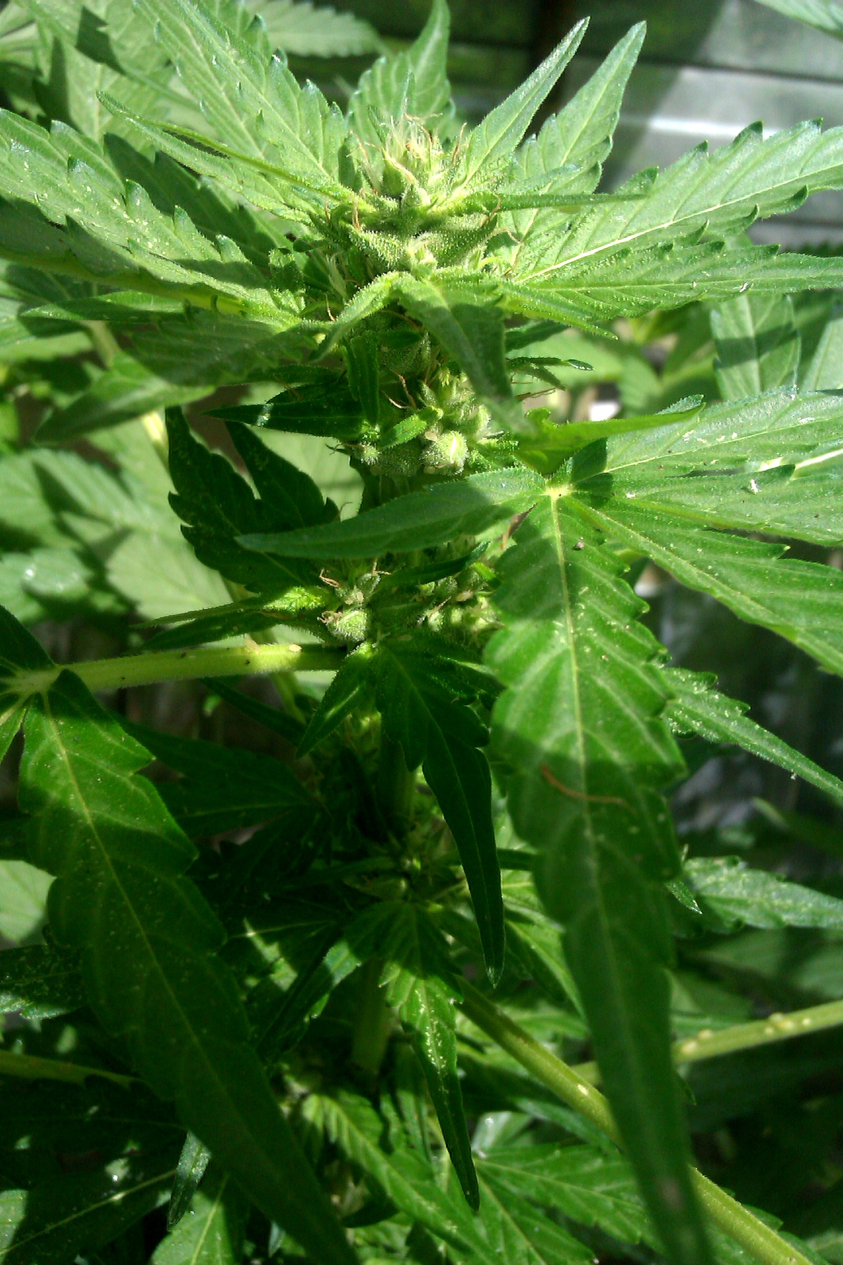 IMAG0285.jpg